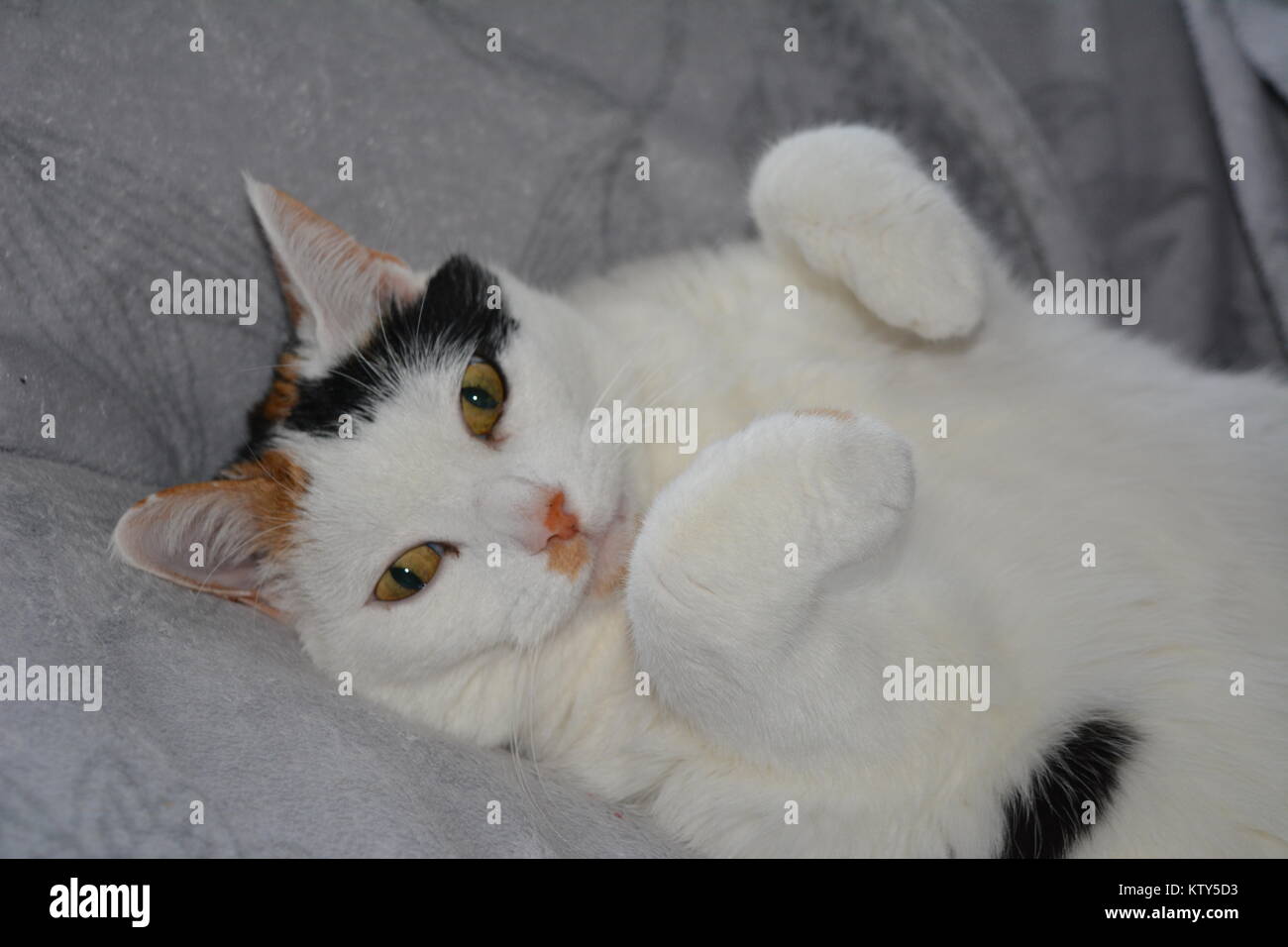 Sweet cat, perezoso en el sofá. Tortoiseshell y gato blanco. Lapjeskat. Foto de stock