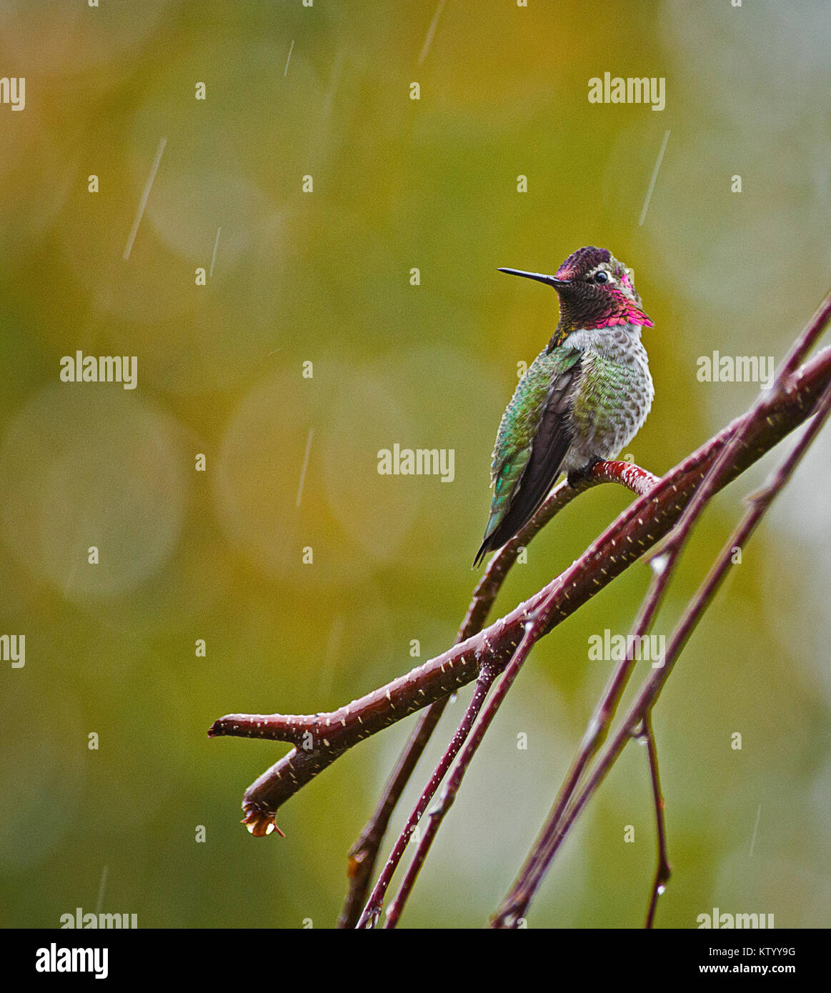 El colibrí en la lluvia Foto de stock