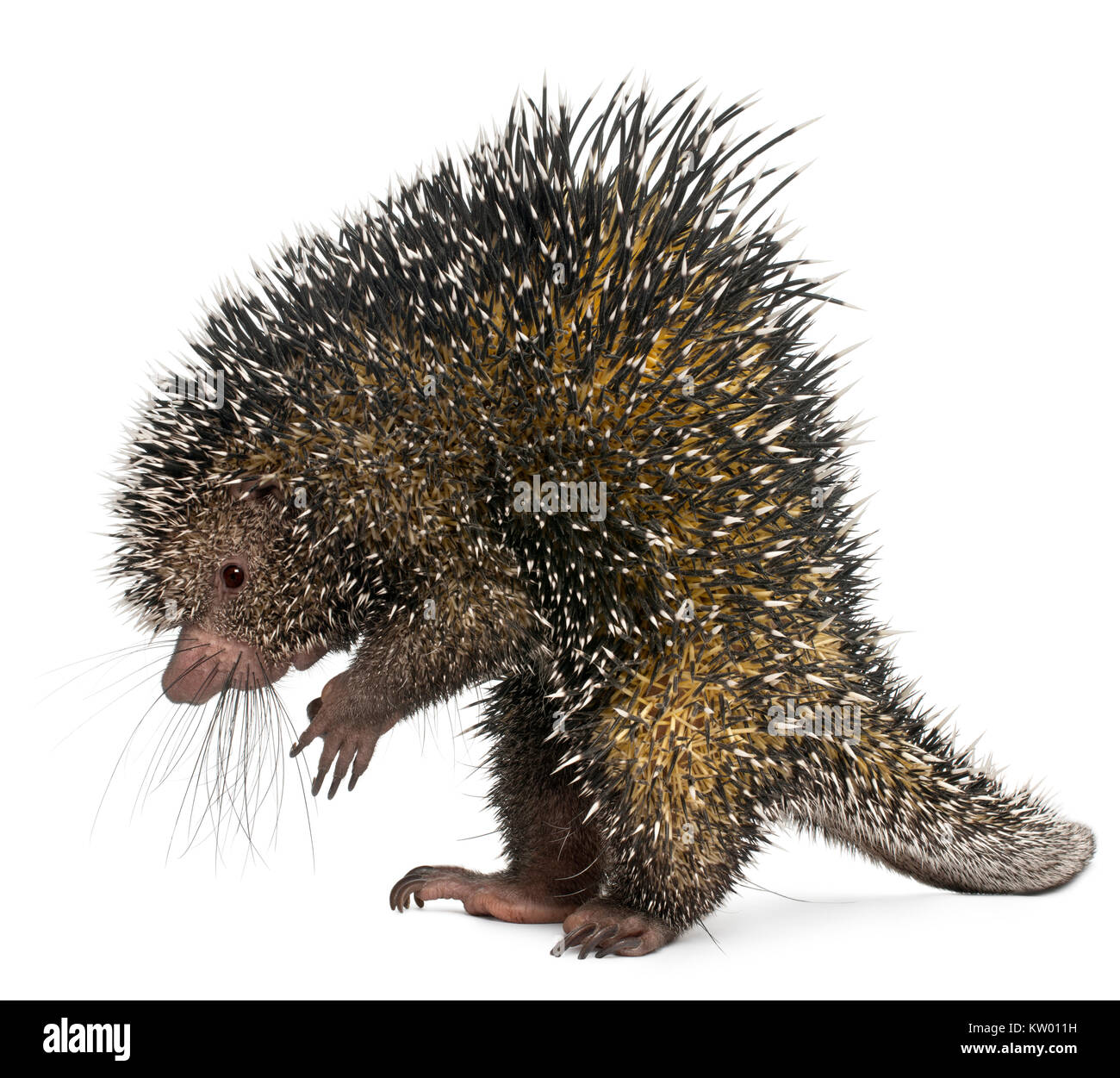 Coendú, espín Coendou prehensilis, de pie delante de un fondo blanco