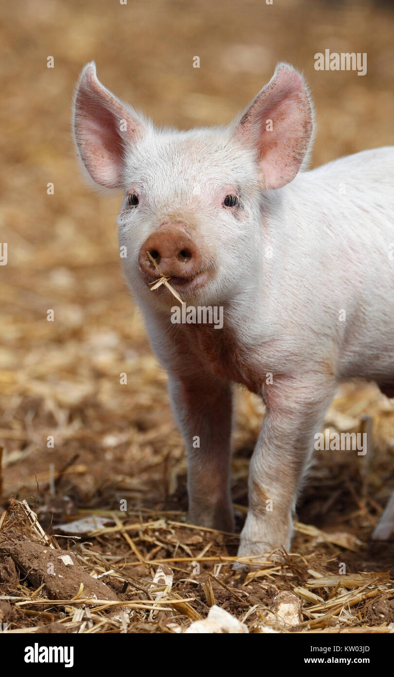 Lechón en una granja de cerdos al aire libre. Foto de stock