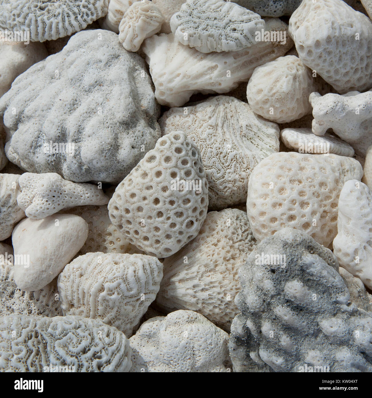 Los guijarros en el Beech, piedras, fósiles, piedras, natural fossels l
