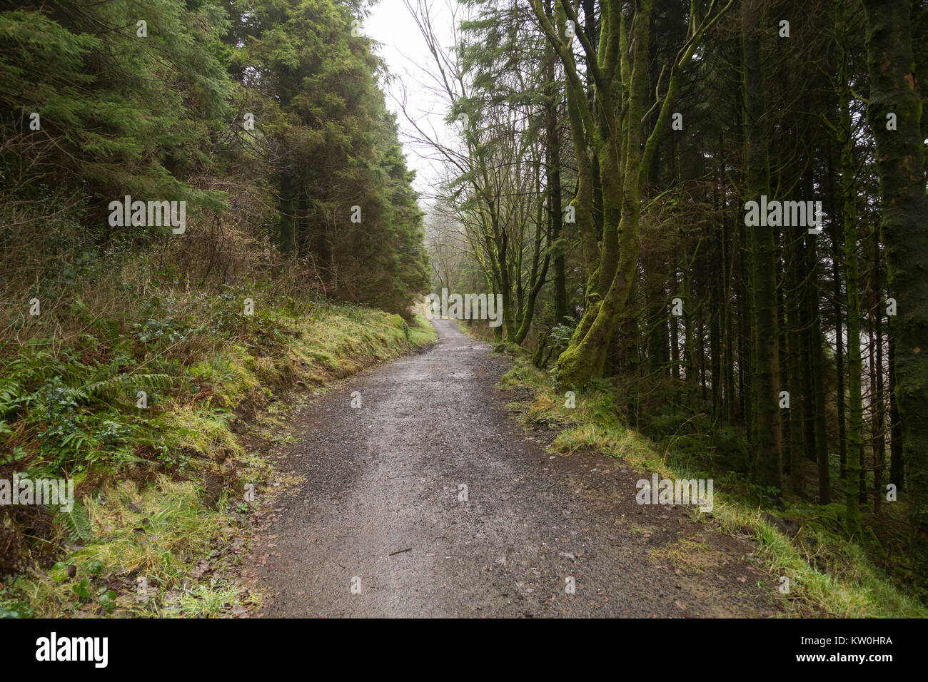 Una pista forestal en Glenariff, con verdes árboles caducifolios y coníferas. Foto de stock