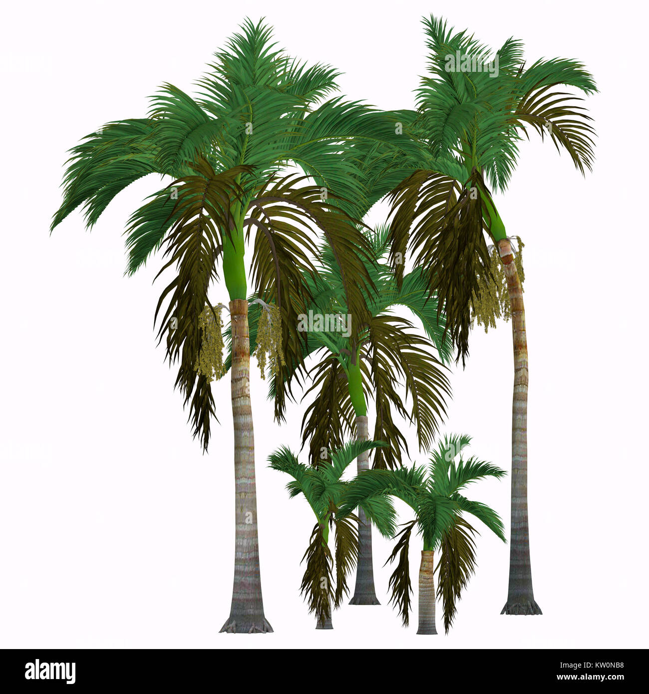Alexander King palmeras tropicales - Este árbol crece en la selva y es una palma nativa de Queensland, Australia. Foto de stock