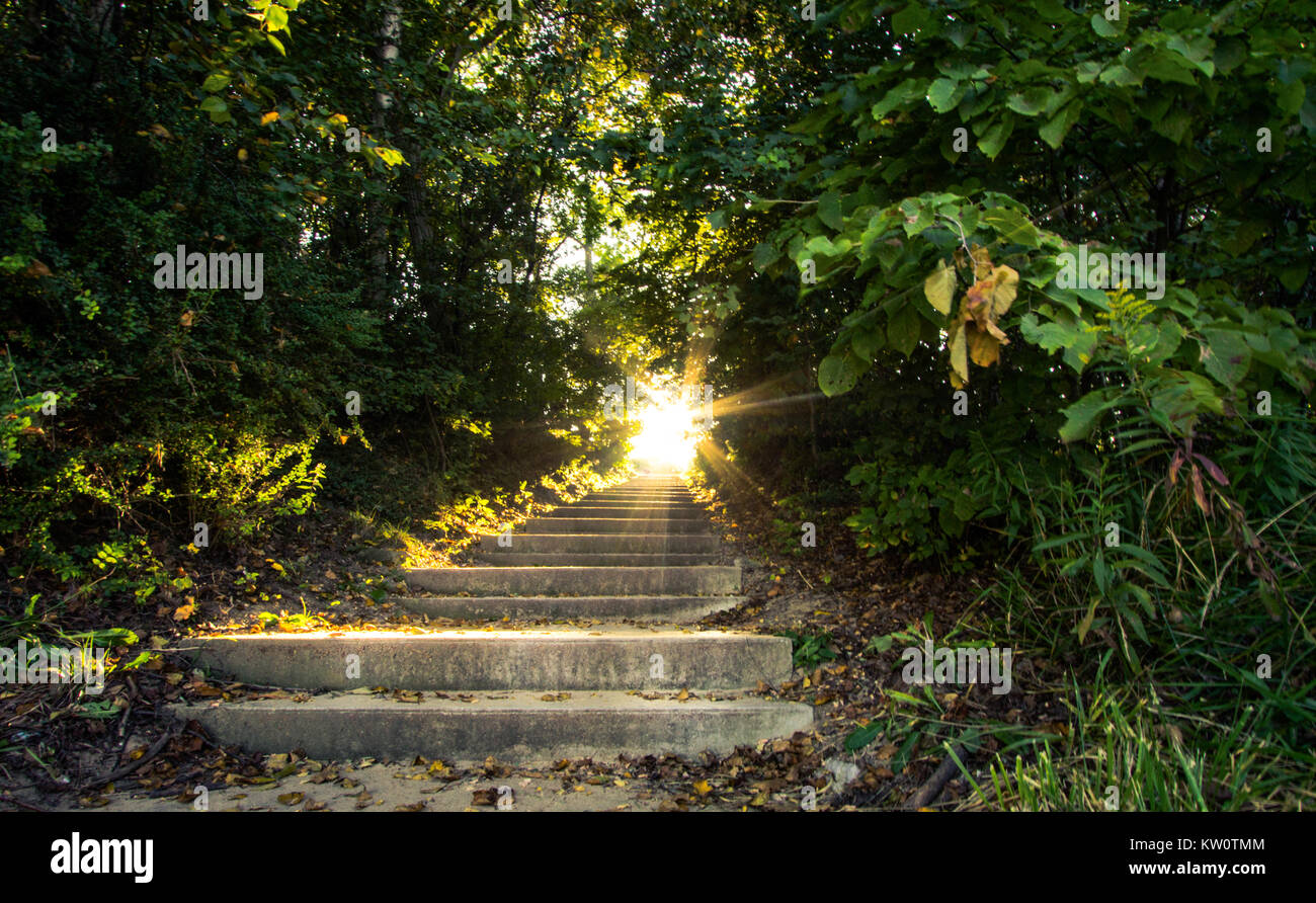 Luz del cielo. La luz solar transmite una escalera que viaja hacia arriba a través de un pintoresco bosque. Foto de stock