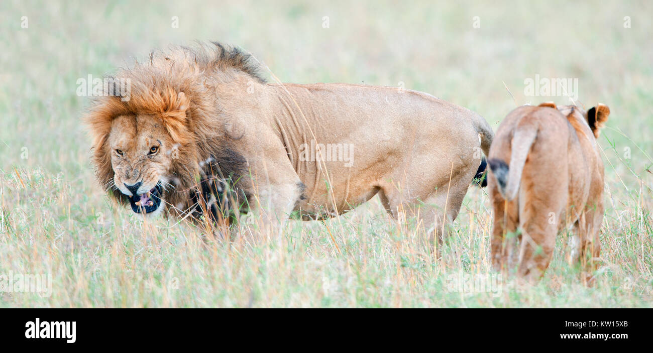 Lion's grin. Lion es se enfada. El león (Panthera leo nubica), conocido como el East African o Massai León Foto de stock