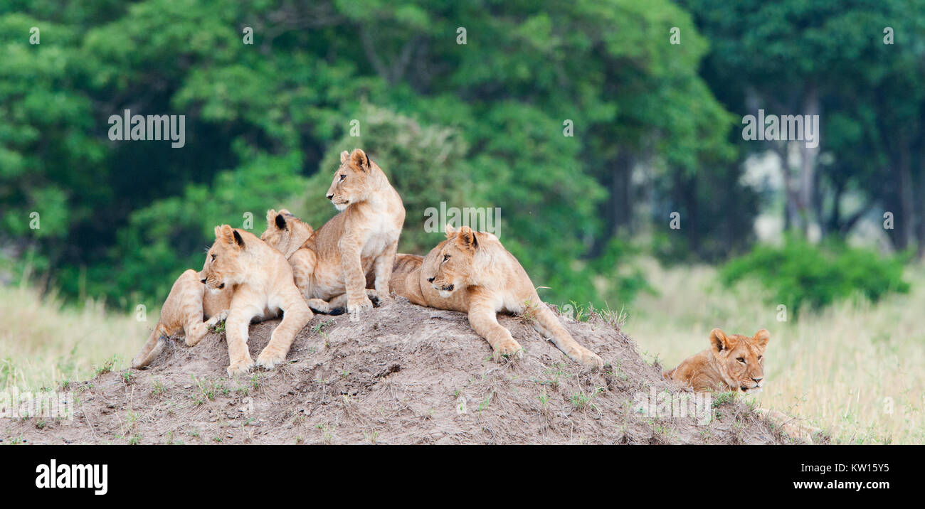 Grupo de jóvenes leones en la cima de la colina. El león (Panthera leo nubica), conocido como el East African o Massai León Foto de stock