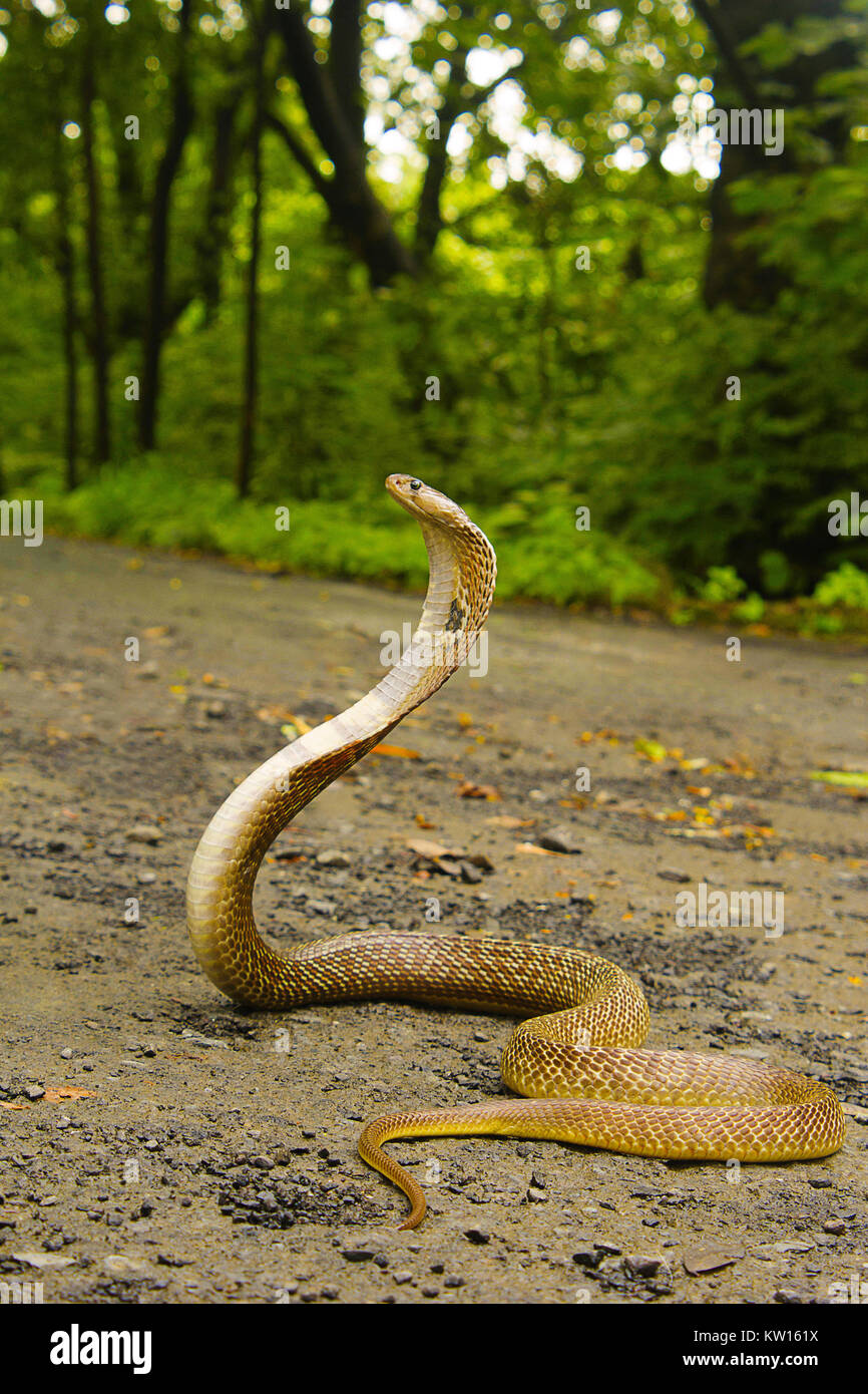 Oso Cobra, Naja naja. Elapidae. Colonia Aarey, Bombay, Maharashtra, India. Foto de stock