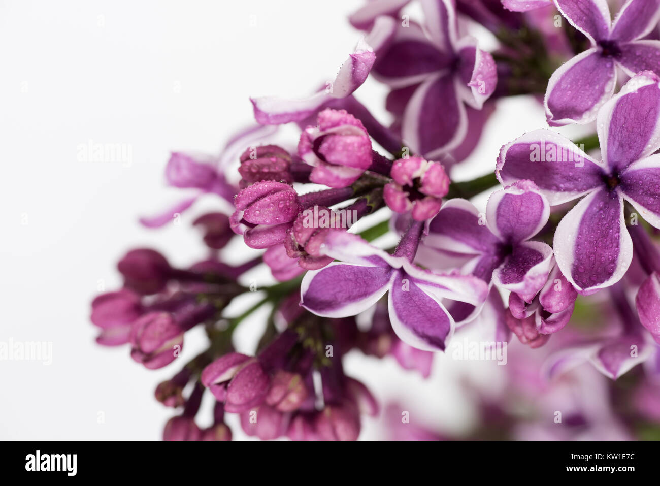 Hermosas flores de color lila con gotas de agua Fotografía de stock - Alamy