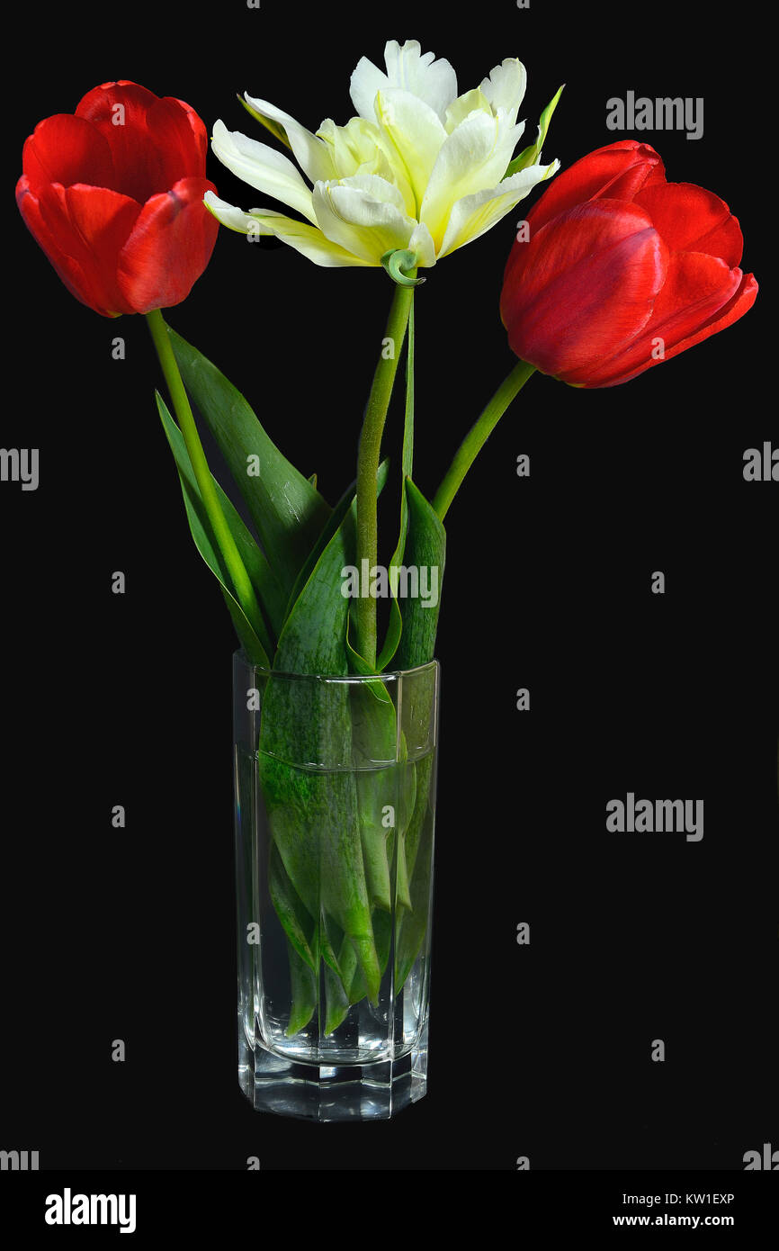 Tres bellos frescos tulipanes rojos y amarillos suaves en un vaso de vidrio de cerca sobre un fondo negro aislado fondo floral de Primavera Foto de stock