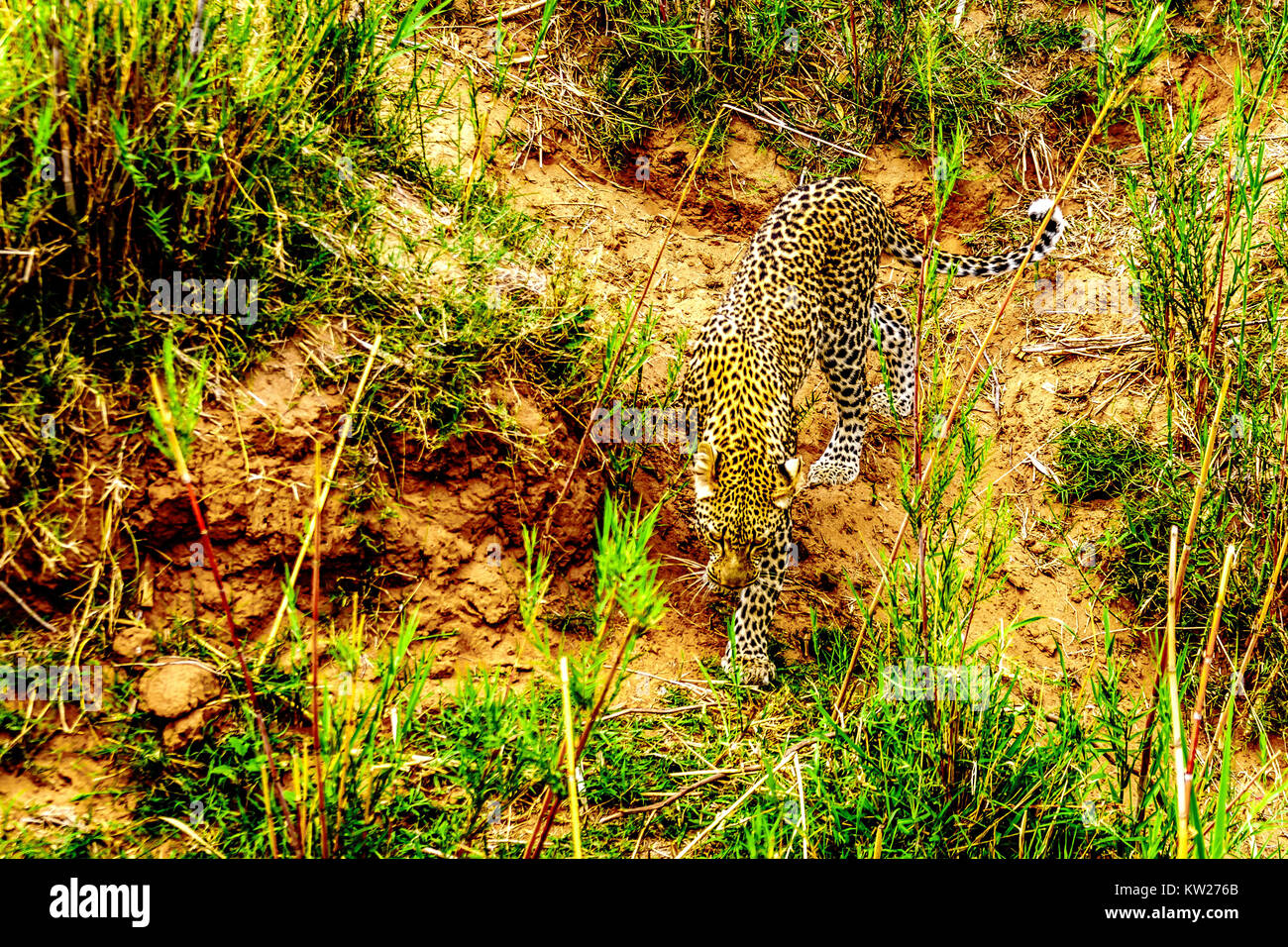 Primer plano de un leopardo en itinerancia a lo largo del río Olifants. Visto de cerca del Río Safari Boat cerca de la ciudad de Phalaborwa en el Parque Nacional Kruger i Foto de stock