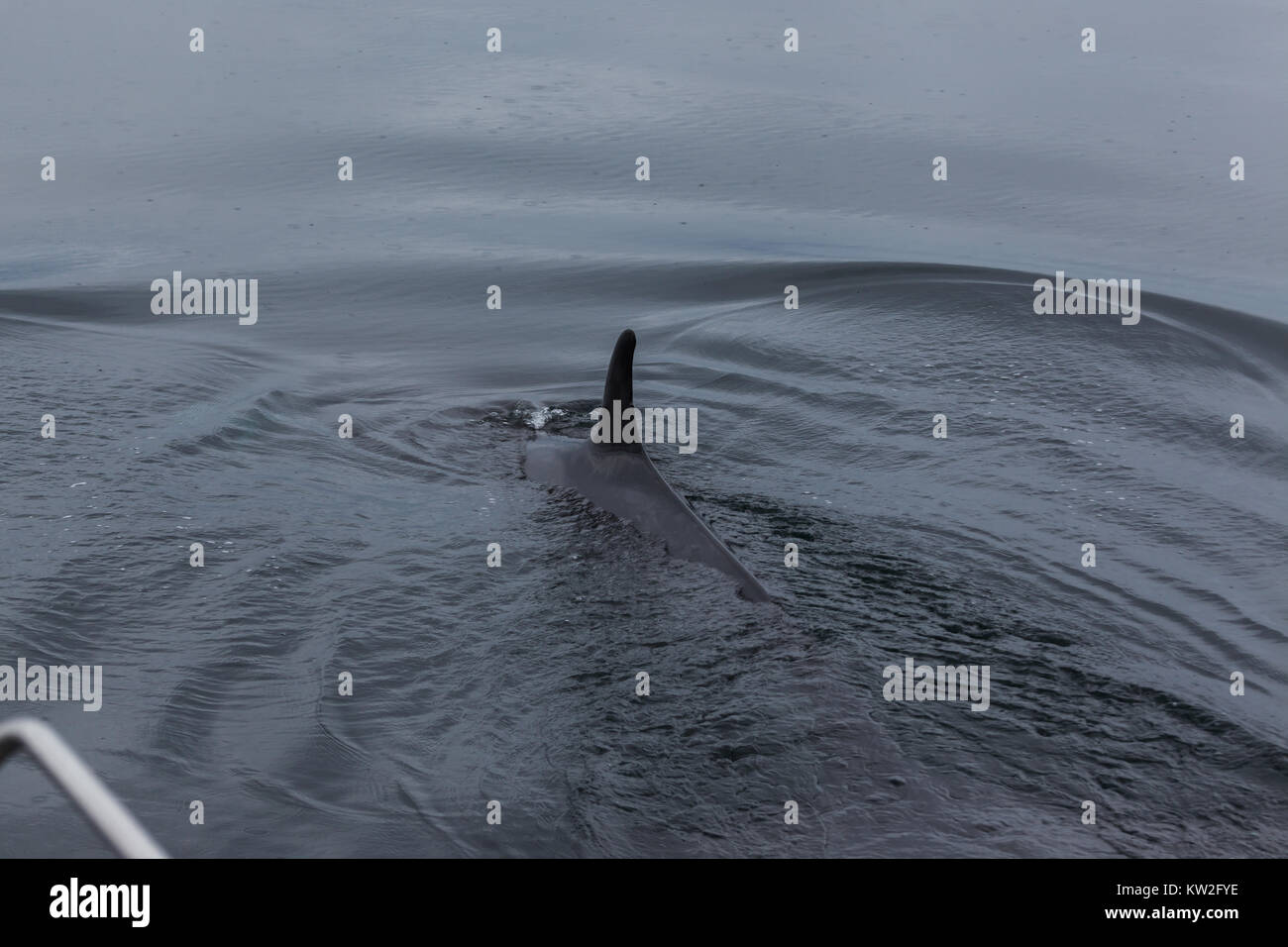 Mink whale llegando a superficie junto a un barco de vela Foto de stock