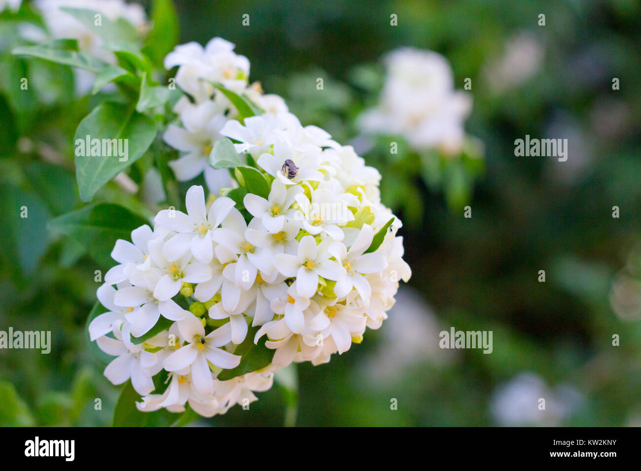 La flor nacional de Filipinas es la flor gardenia cristal o Sampaguita flores  de jazmín Fotografía de stock - Alamy