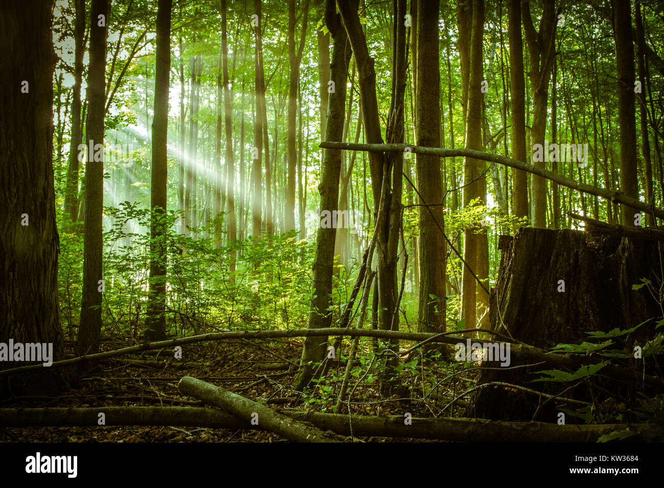 Los rayos de luz a través del bosque. Rayos de sol brillan en la oscuridad de la verde y exuberante paisaje en un bosque encantado bosque de Michigan. Foto de stock