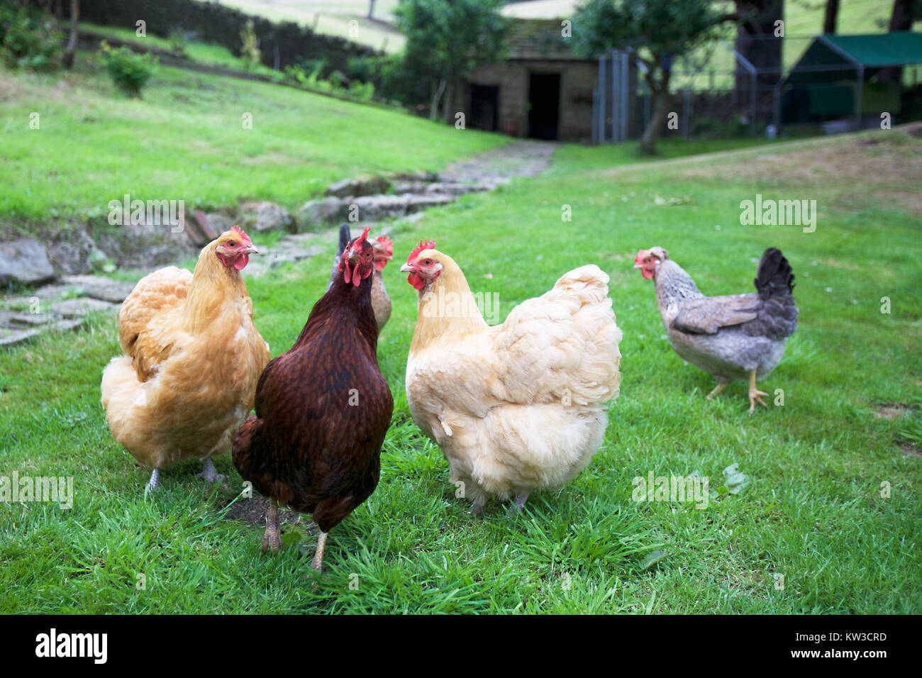Grupo de gallinas en el jardín inglés Foto de stock