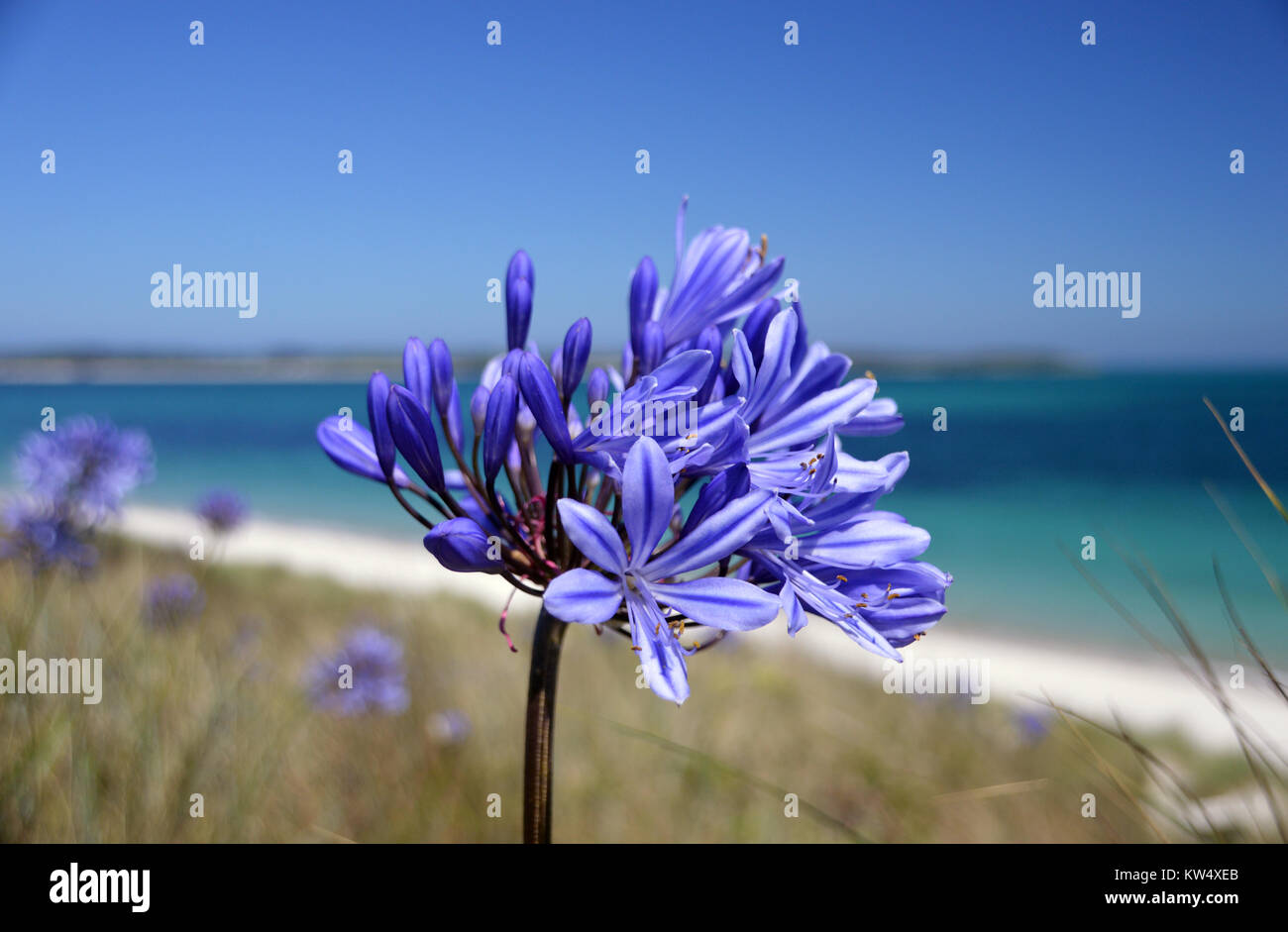 Flor de agapanto azul fotografías e imágenes de alta resolución - Alamy