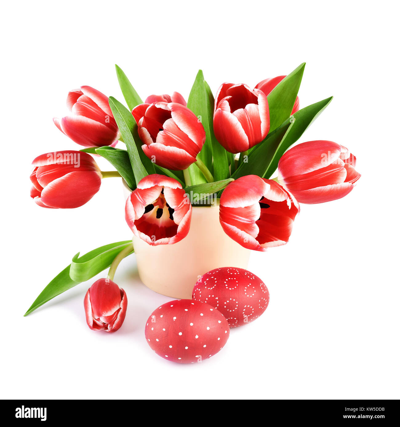 Ramo de tulipanes rojos rayas creemos y dos huevos de Pascua de color rojo  sobre fondo blanco aisladas, espacio de texto Fotografía de stock - Alamy