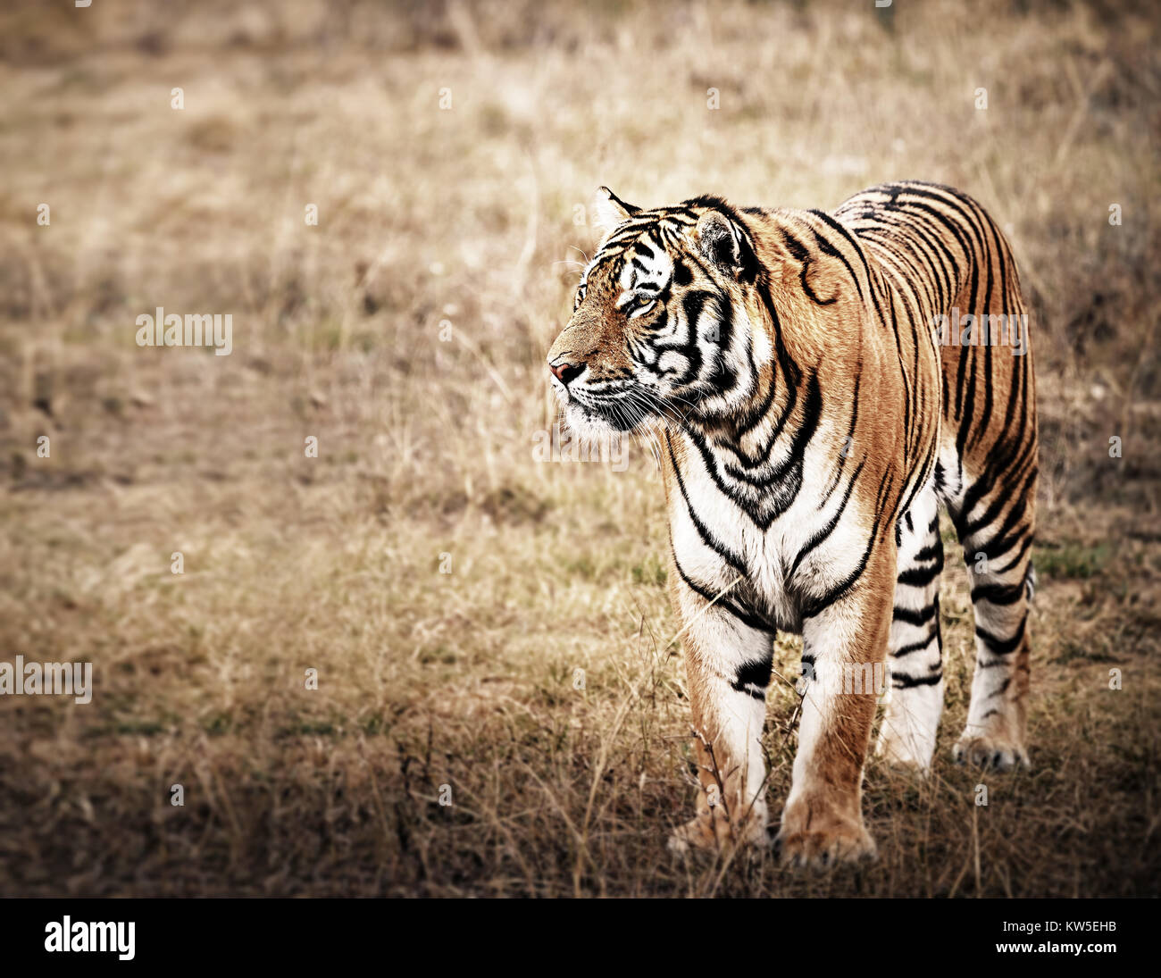 Tigre en una hermosa luz dorada Foto de stock