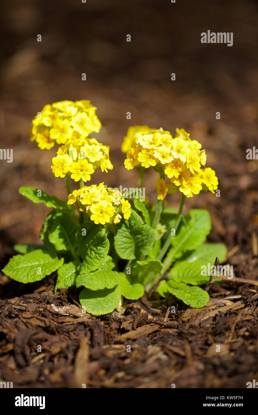 English Country Garden en primavera Foto de stock