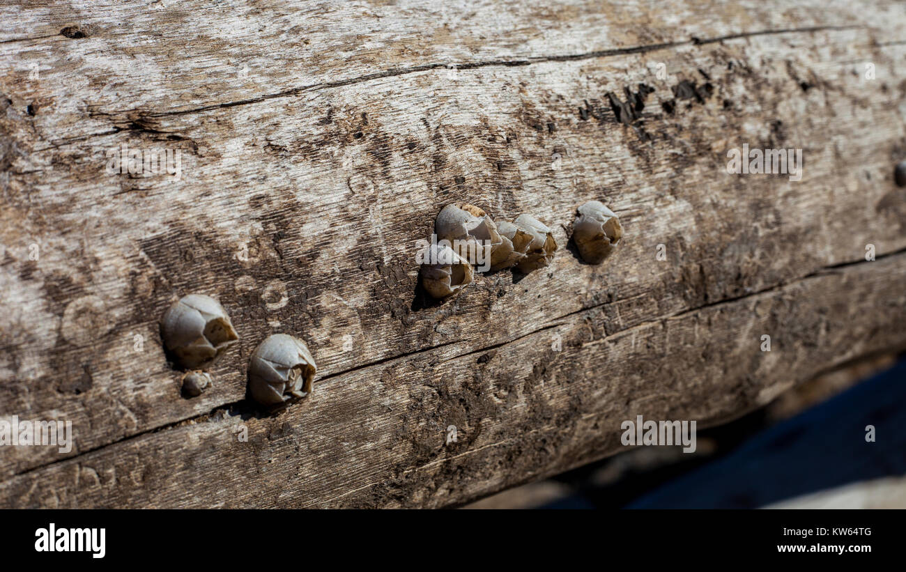 Acorn percebe (Semibalanus balanoides) crecido en un tronco de árbol muerto Foto de stock