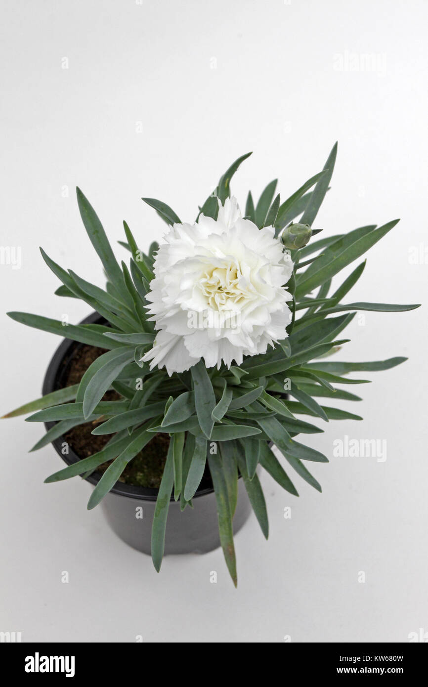 Clavel. Clavel con hojas verdes y las yemas de flores en macetas para