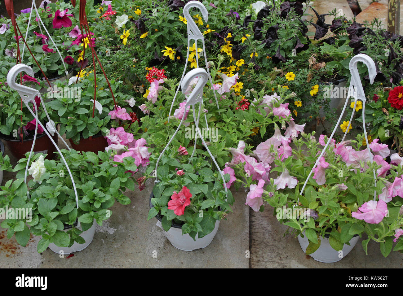 Color y pelargonium petunia campo con macetas colgantes. Campo de rojo  geranio y para la venta. Cuelgan macetas con flores para decoración o  regalos Fotografía de stock - Alamy