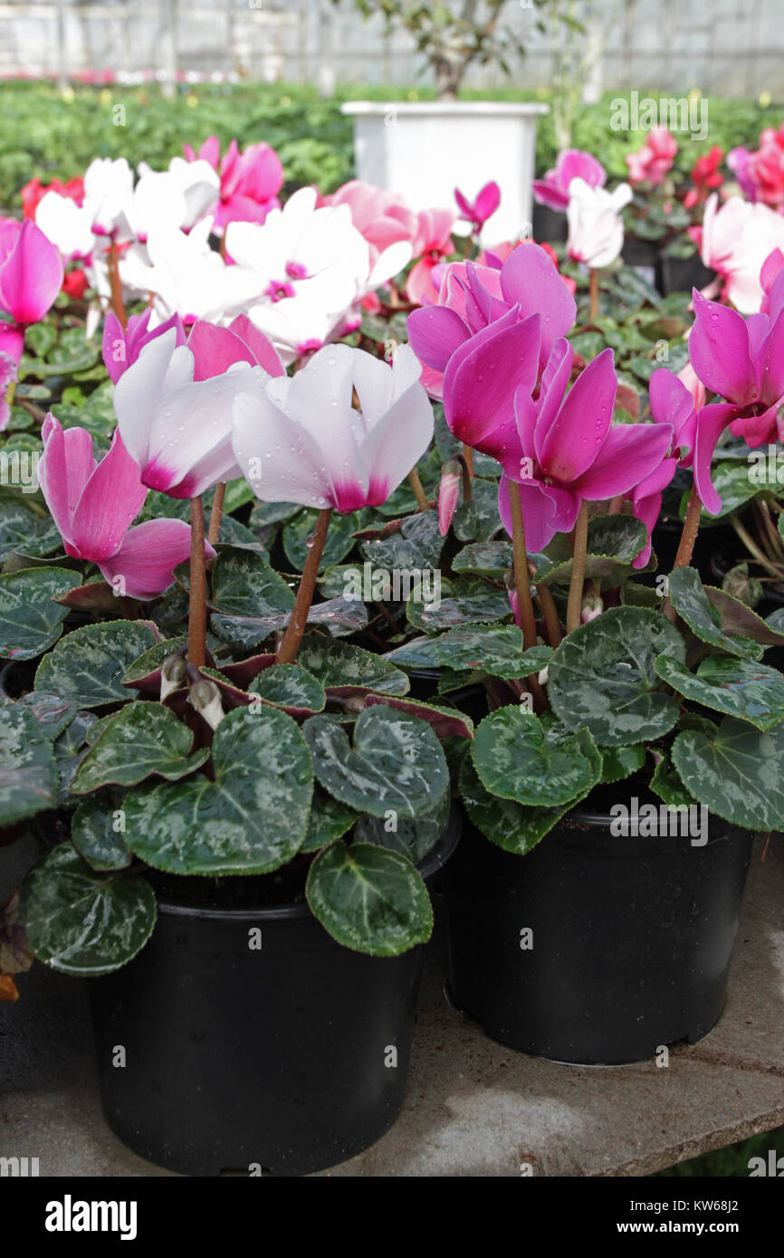 Cyclamen. Cyclamen flores en flor en invernadero listo para la venta.  Ornamentales, rosa, morado, blanco, violeta cyclamens con hojas verdes en  el recipiente de plástico Fotografía de stock - Alamy