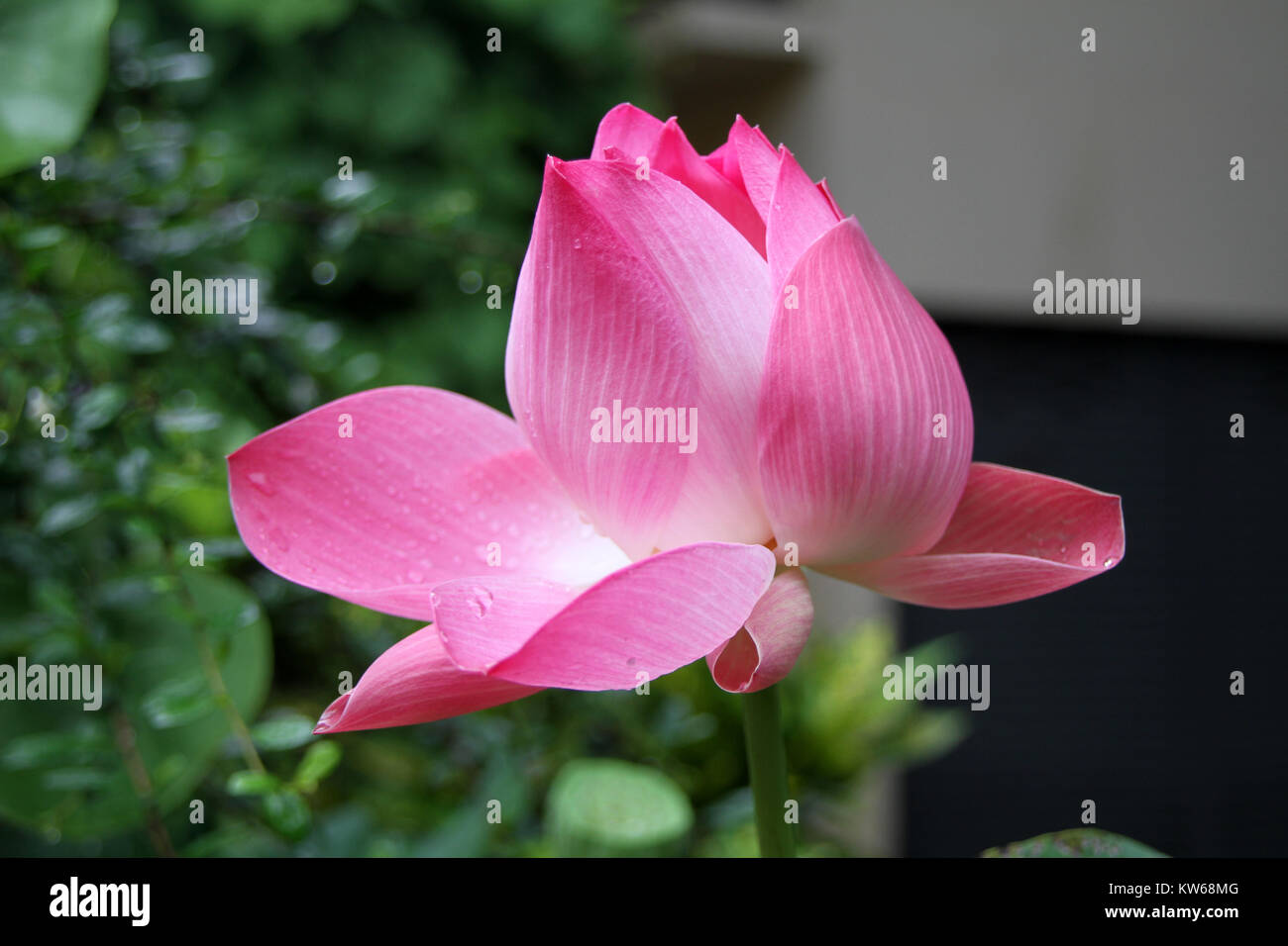 Big Pink lotos en el estanque en Tailandia Foto de stock