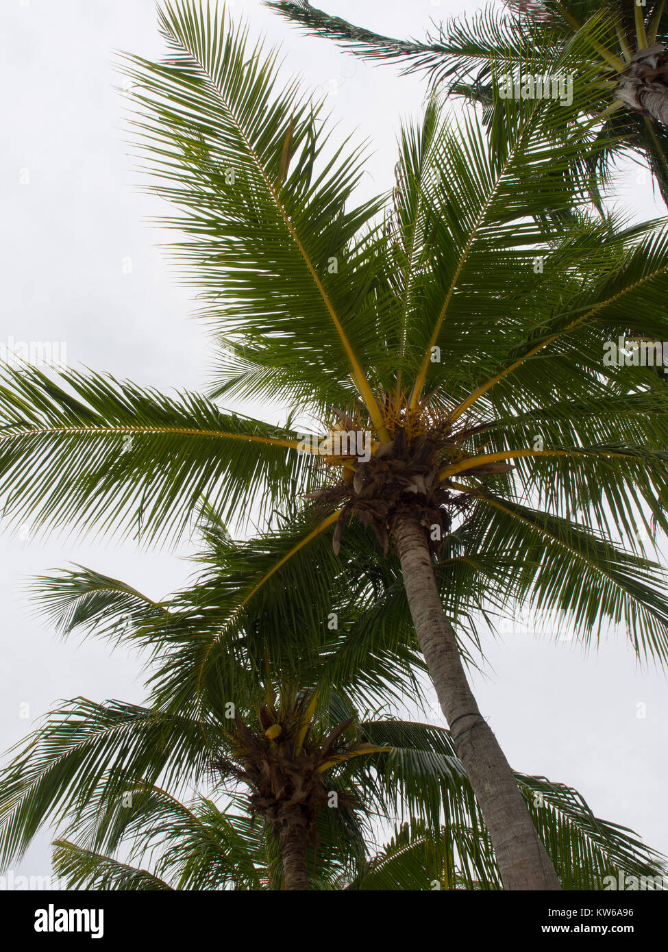 10+ Planta De Coco