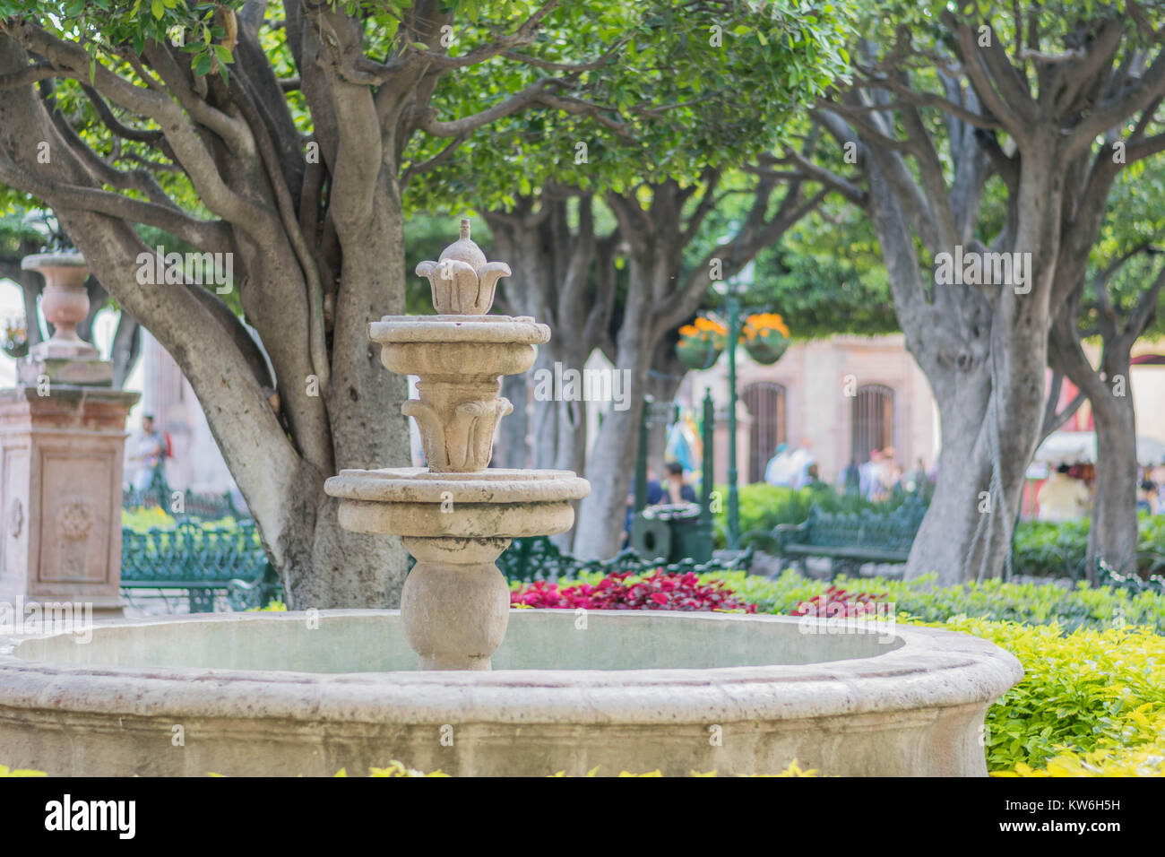 Una antigua fuente de piedra y hermoso parque con árboles centenarios,  bancas y macetas colgantes, en el jardín del parque central en San Miguel  de Allende Fotografía de stock - Alamy