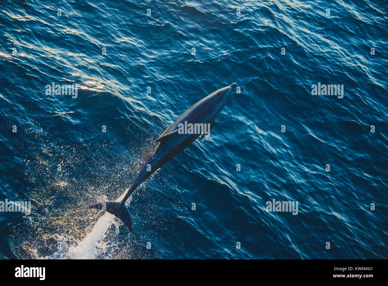 Delfines en el Océano Pacífico Foto de stock