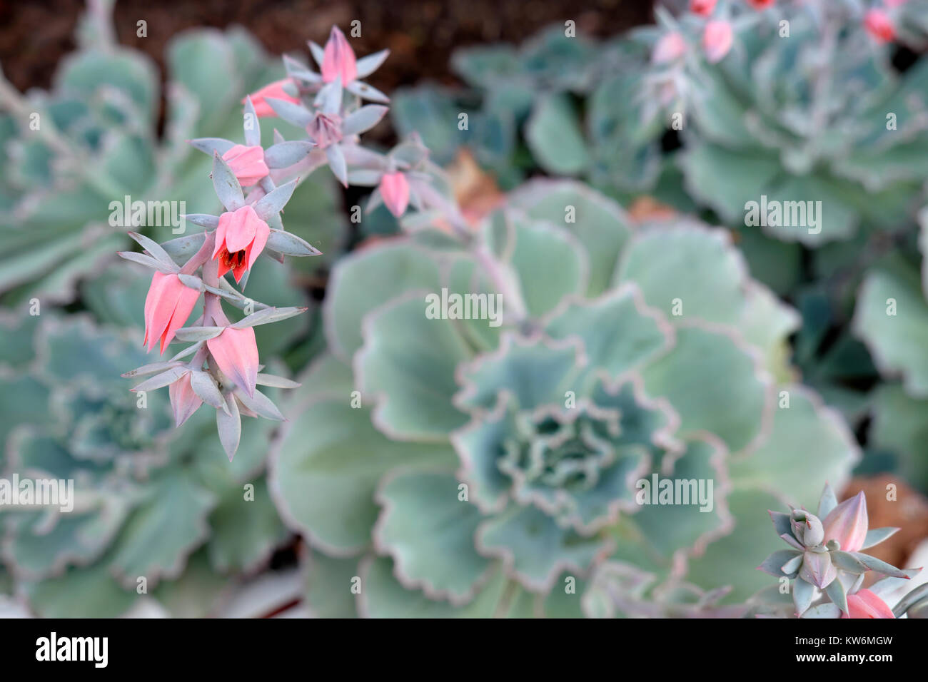 Echeveria rizado cerraduras dejados gris resistentes a la sequía en plantas con flores rosas de flor que crece en un jardín, la California de Los Angeles USA KATHY DEWITT Foto de stock