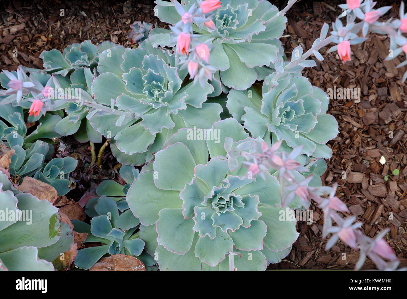 Echeveria rizado cerraduras dejados gris resistentes a la sequía en plantas con flores rosas de flor que crece en un jardín, la California de Los Angeles USA KATHY DEWITT Foto de stock