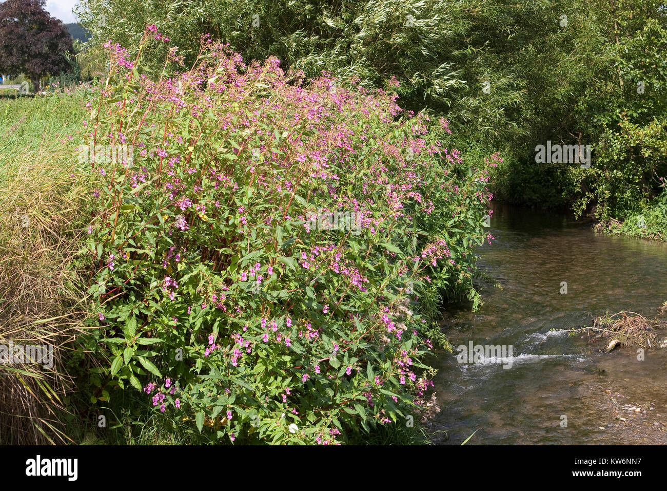 Indisches Springkraut, Drüsiges Springkraut, Impatiens glandulifera, Bálsamo del Himalaya, el casco del policía Foto de stock