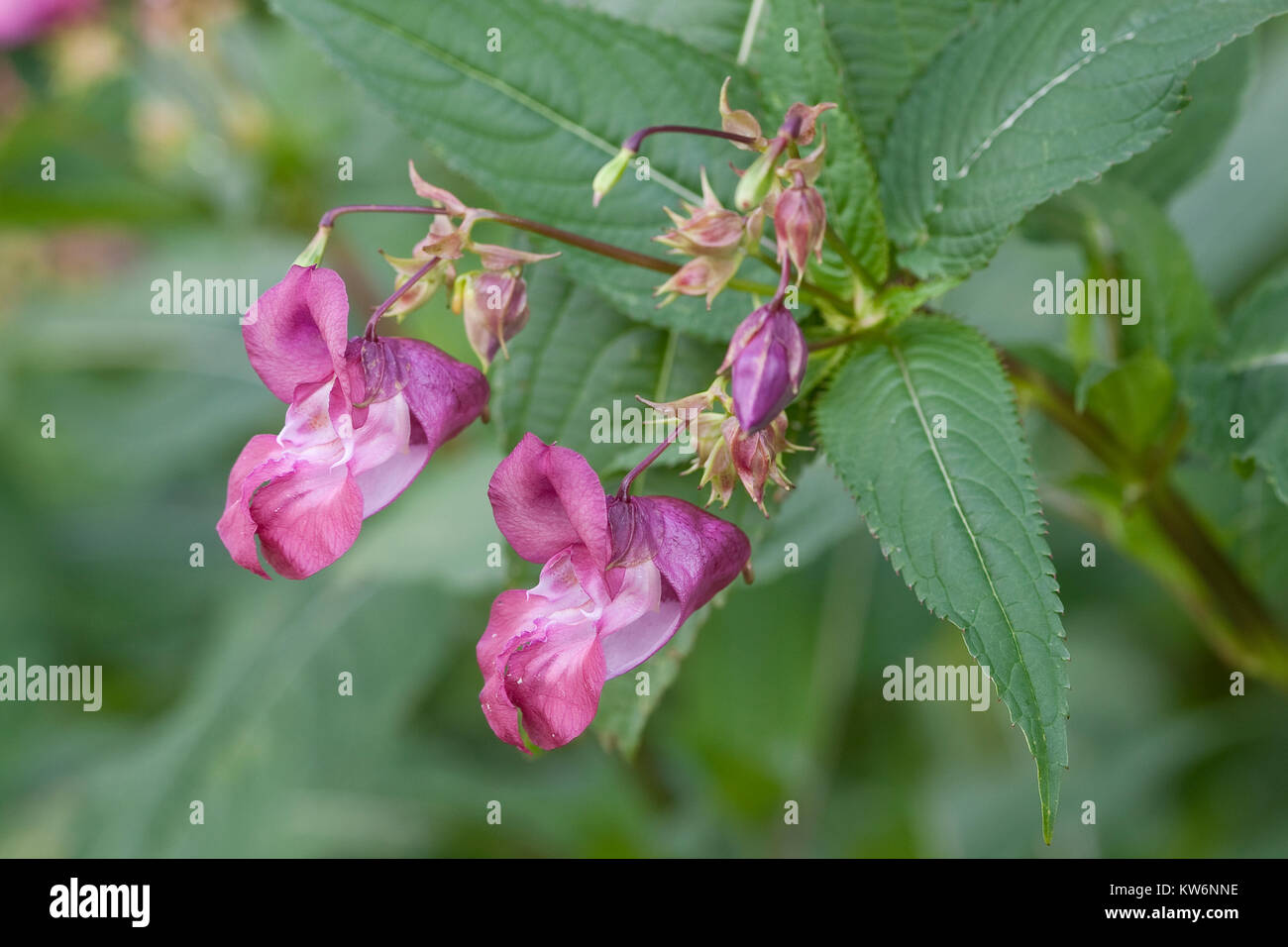 Indisches Springkraut, Drüsiges Springkraut, Impatiens glandulifera, Bálsamo del Himalaya, el casco del policía Foto de stock