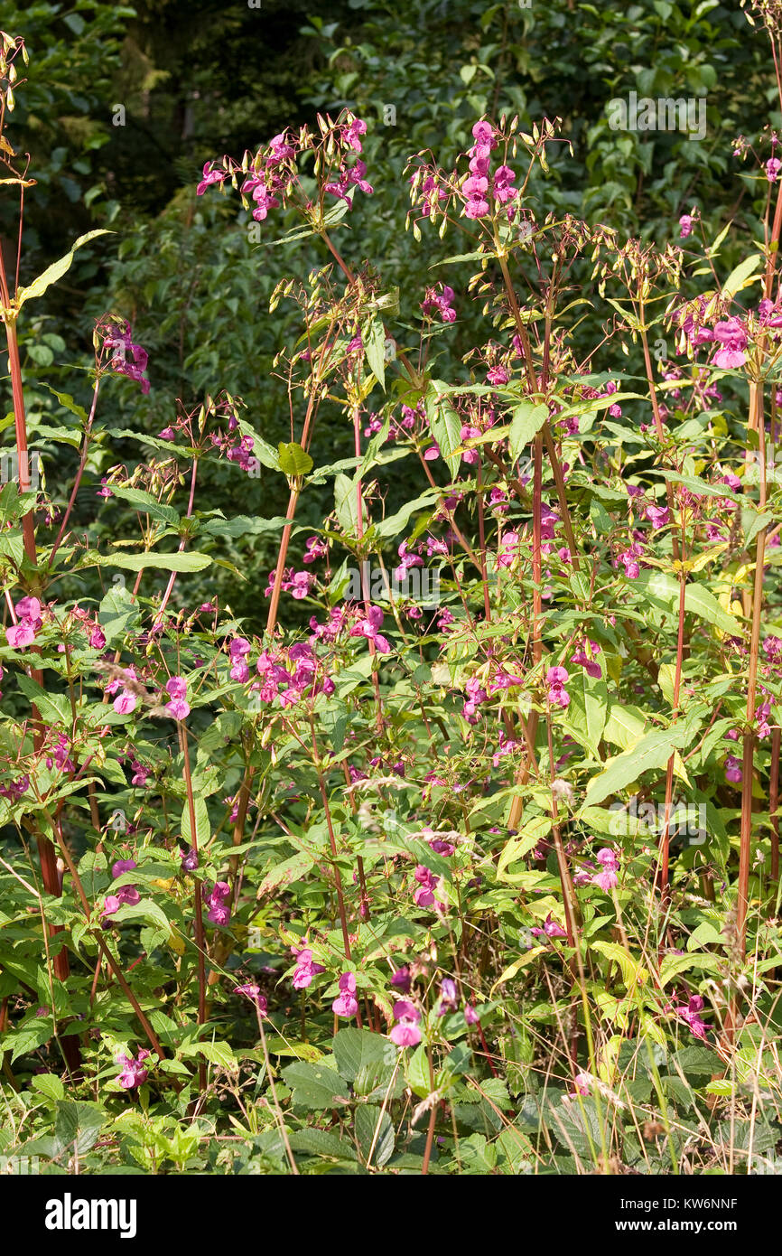 Indisches Springkraut, Drüsiges Springkraut, Impatiens glandulifera, Bálsamo del Himalaya, el casco del policía Foto de stock