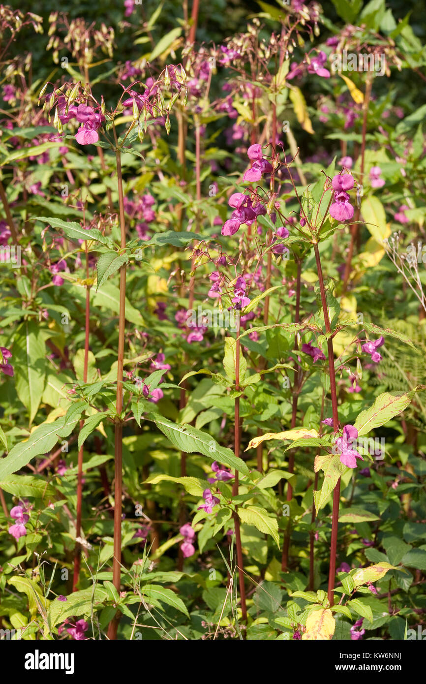 Indisches Springkraut, Drüsiges Springkraut, Impatiens glandulifera, Bálsamo del Himalaya, el casco del policía Foto de stock