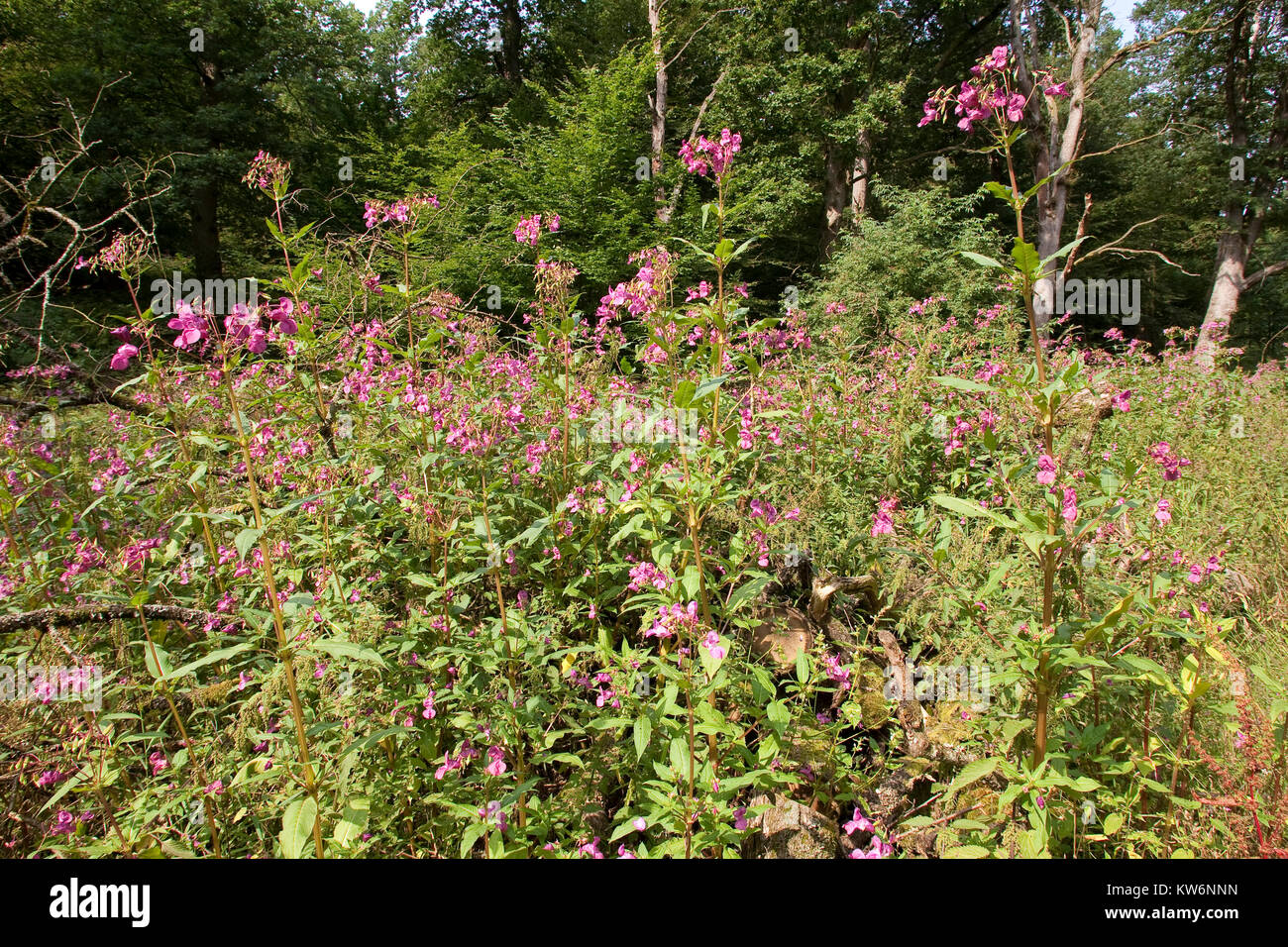 Indisches Springkraut, Drüsiges Springkraut, Impatiens glandulifera, Bálsamo del Himalaya, el casco del policía Foto de stock