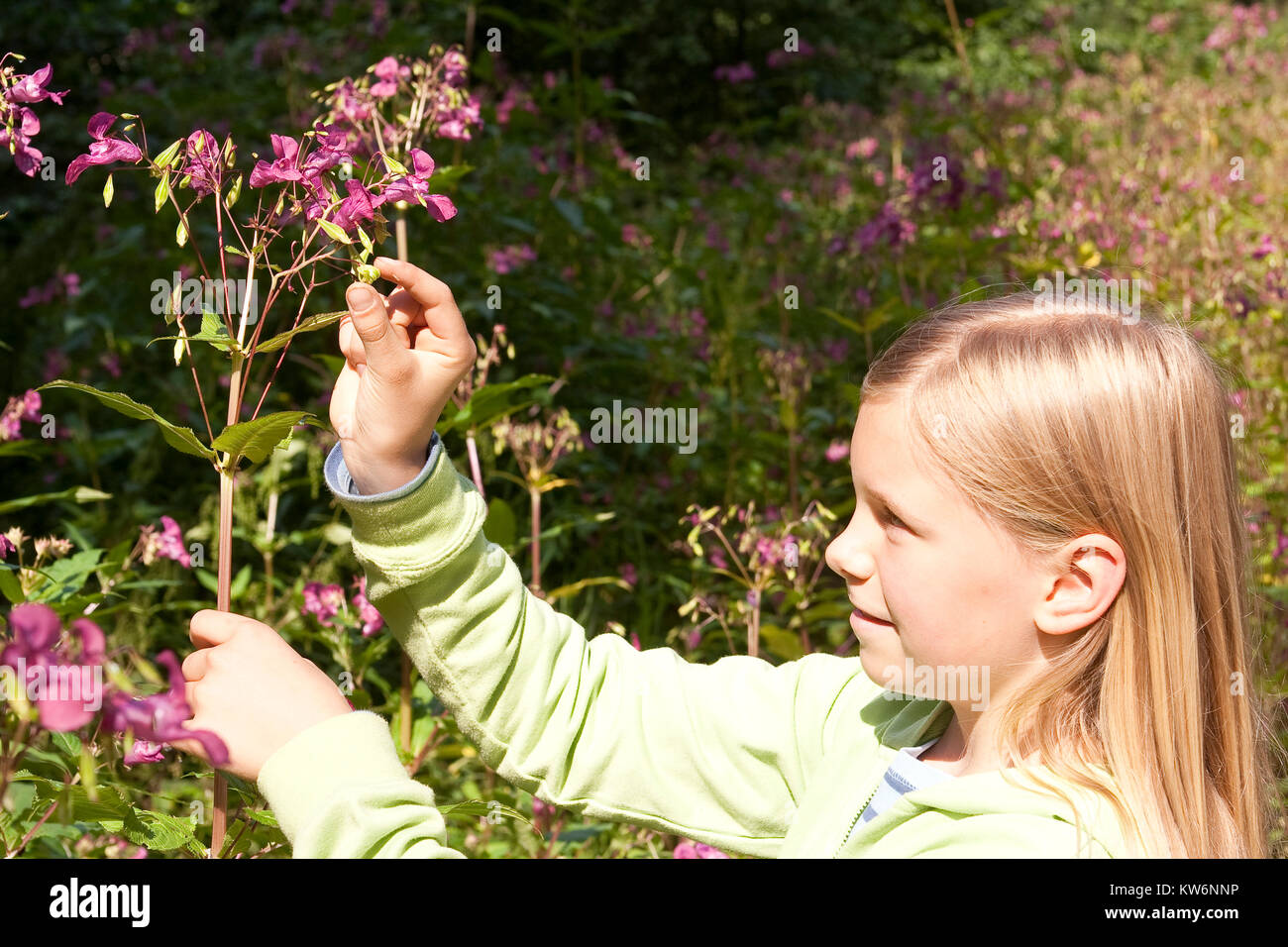 Indisches Springkraut, Drüsiges Springkraut, Mädchen lässt die Springfrüchte, Springfrucht platzen, Impatiens glandulifera, Bálsamo del Himalaya, Policema Foto de stock