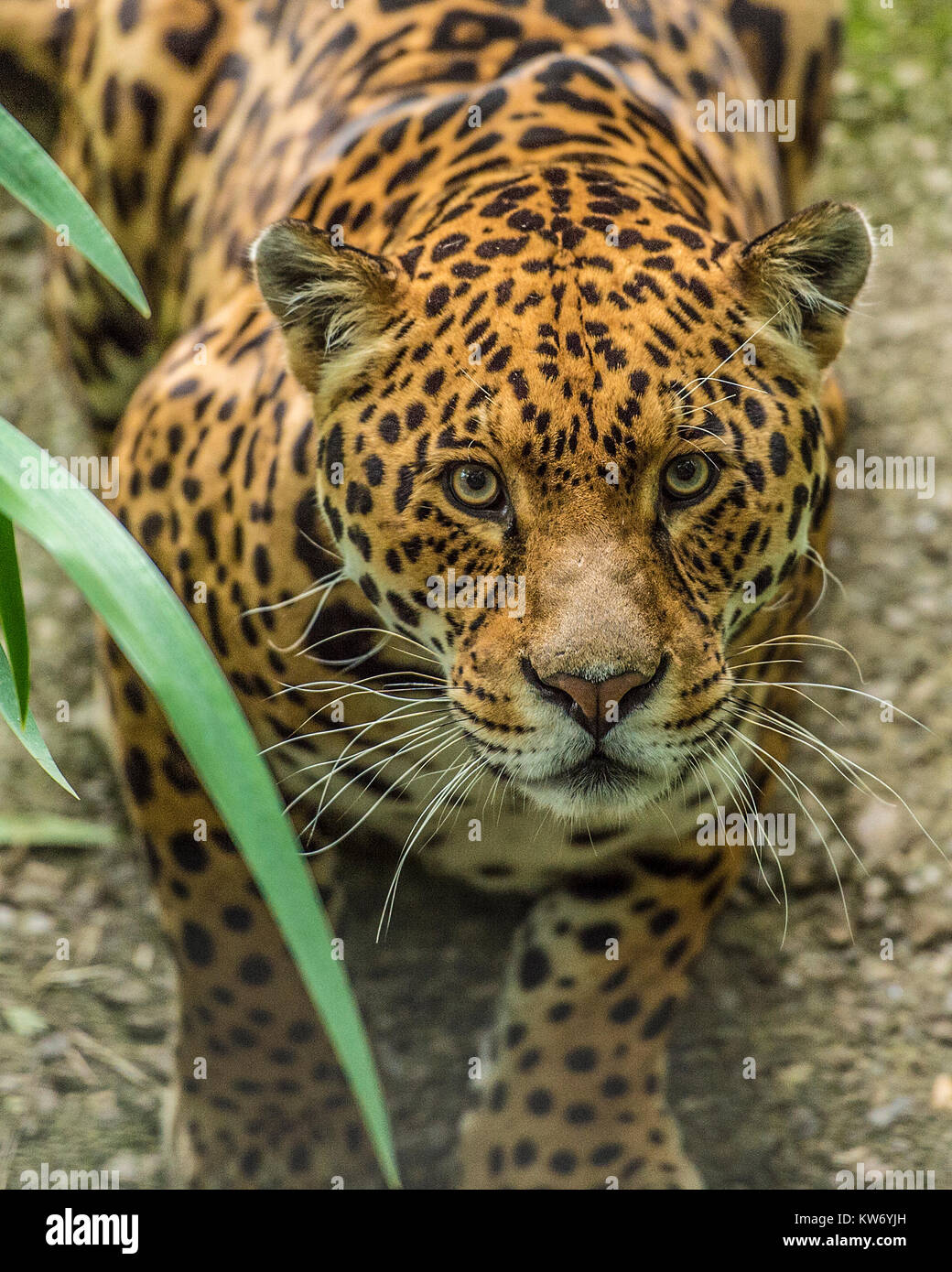 Jaguar panthera onca Foto de stock