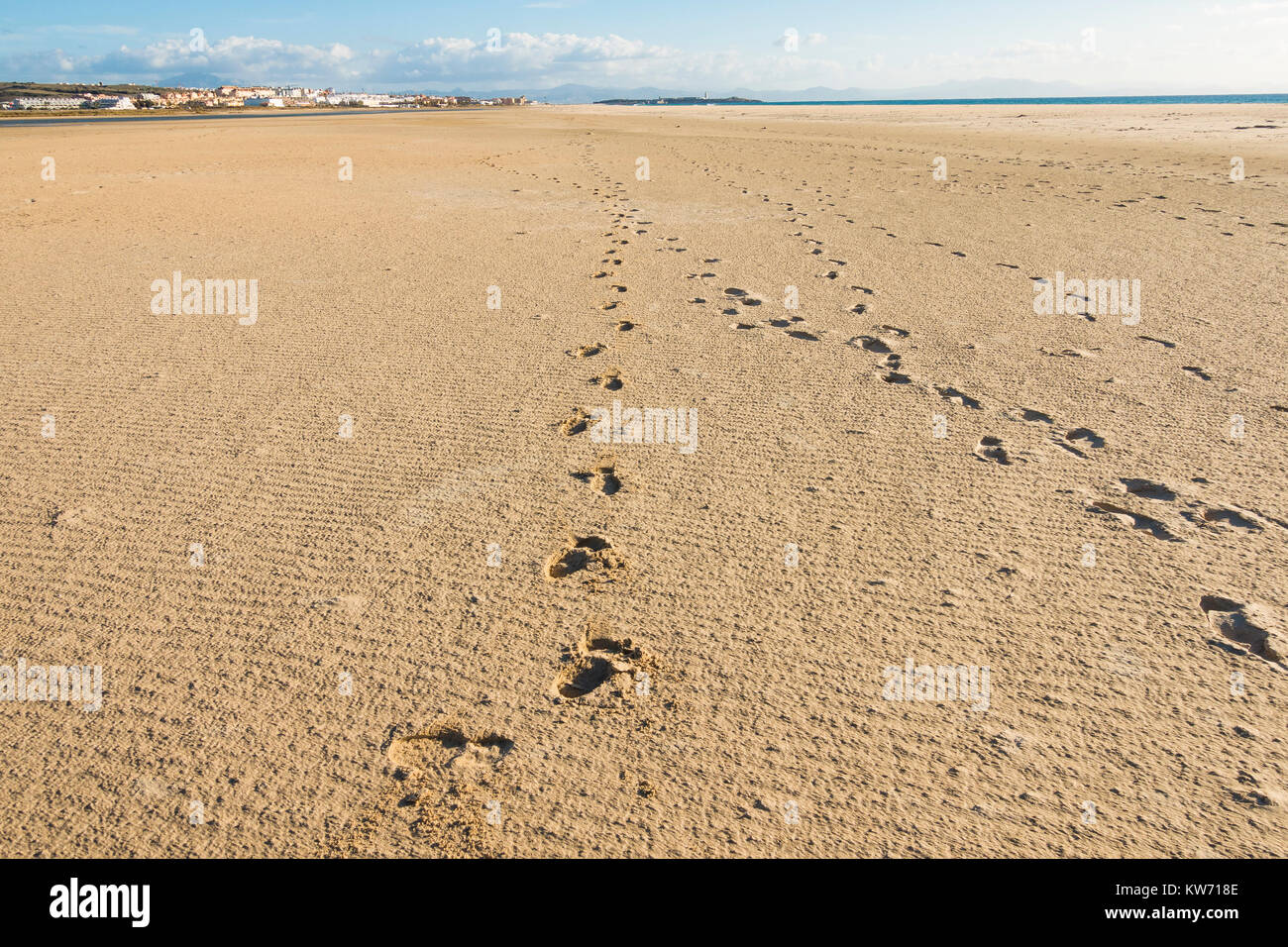 Los humedales costeros, la Playa de Los Lances, Parque Natural del Estrecho, Parque Natural del Estrecho. Tarifa, Andalucía, España. Foto de stock