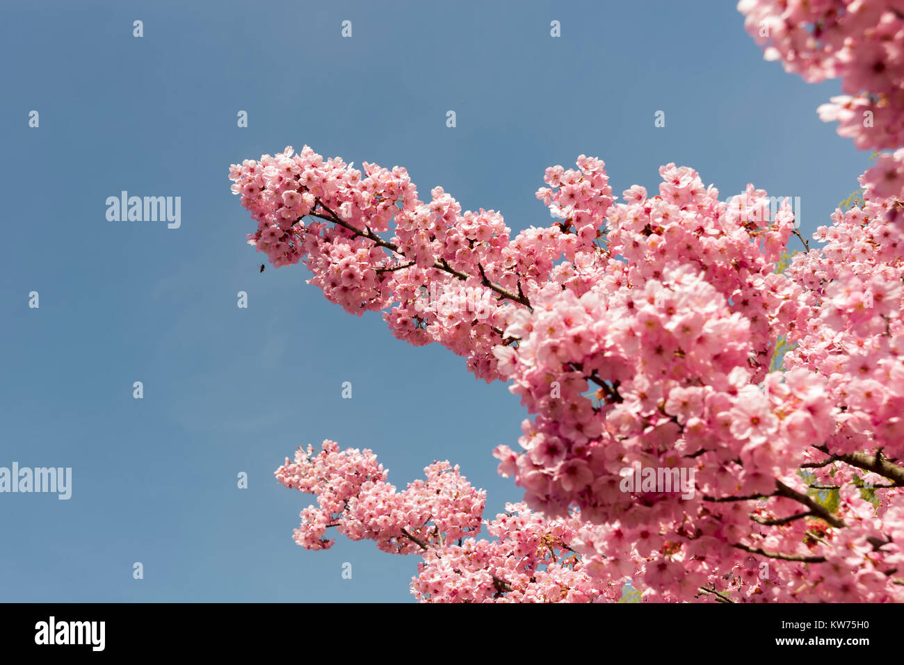 Estambul, Turquía.Una flor de cerezo es la flor de cualquiera de varios  árboles del género Prunus, particularmente el Prunus serrulata, cerezo  japonés Fotografía de stock - Alamy
