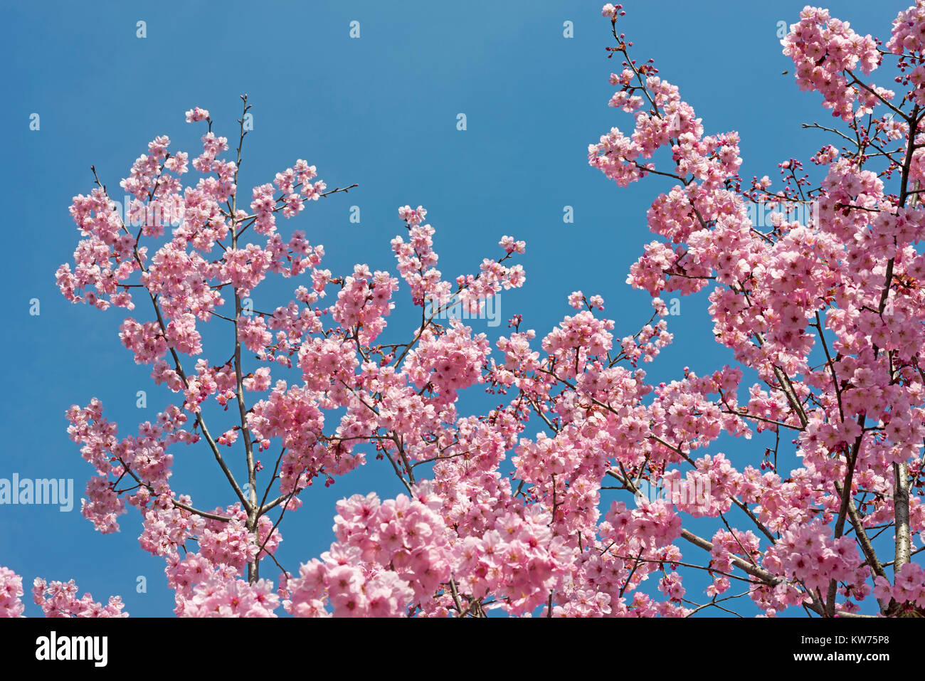 Estambul, Turquía.Una flor de cerezo es la flor de cualquiera de varios  árboles del género Prunus, particularmente el Prunus serrulata, cerezo  japonés Fotografía de stock - Alamy