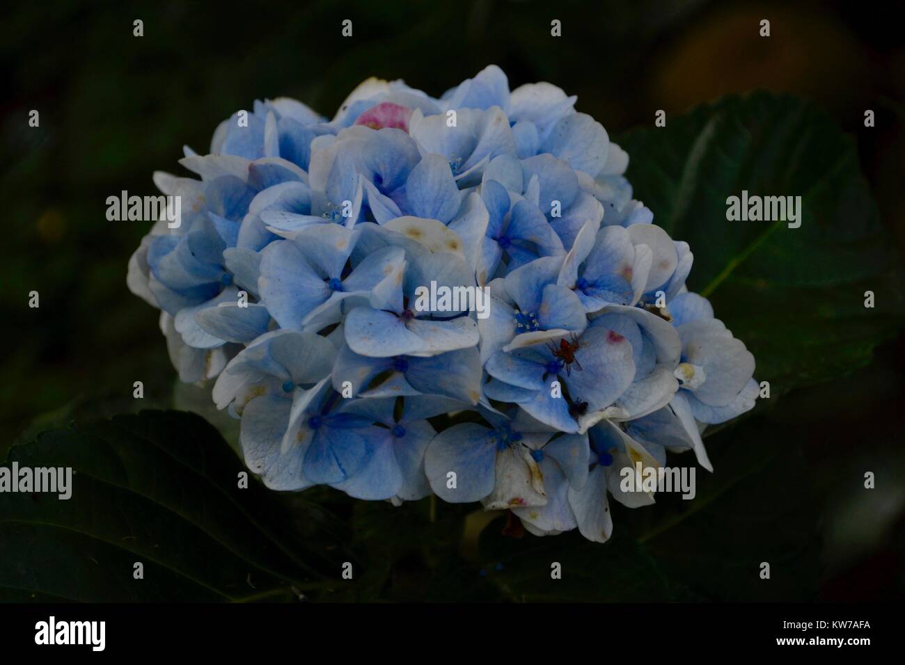 Hydrangea flor del jardín Foto de stock