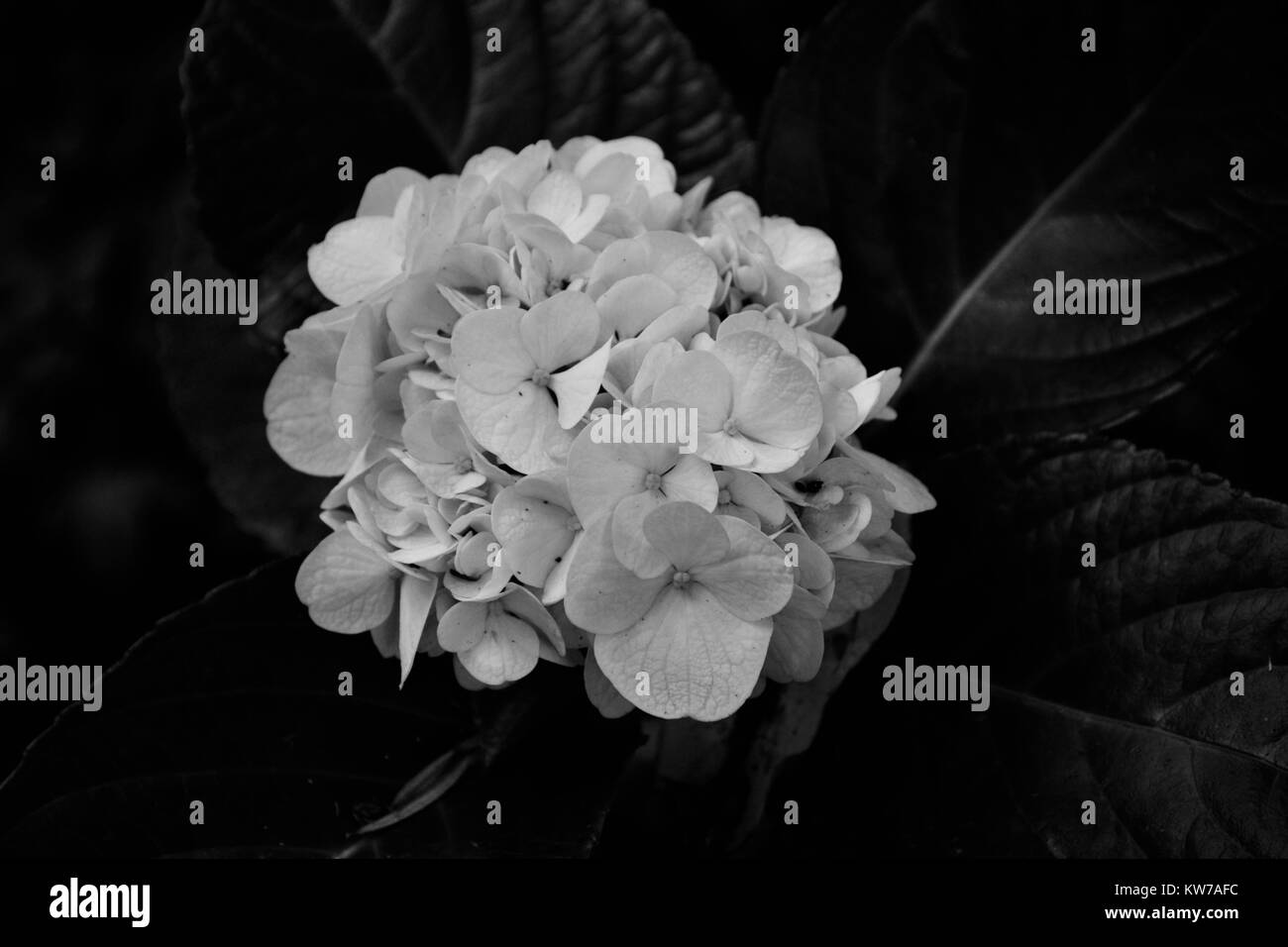 Hydrangea flor del jardín Foto de stock