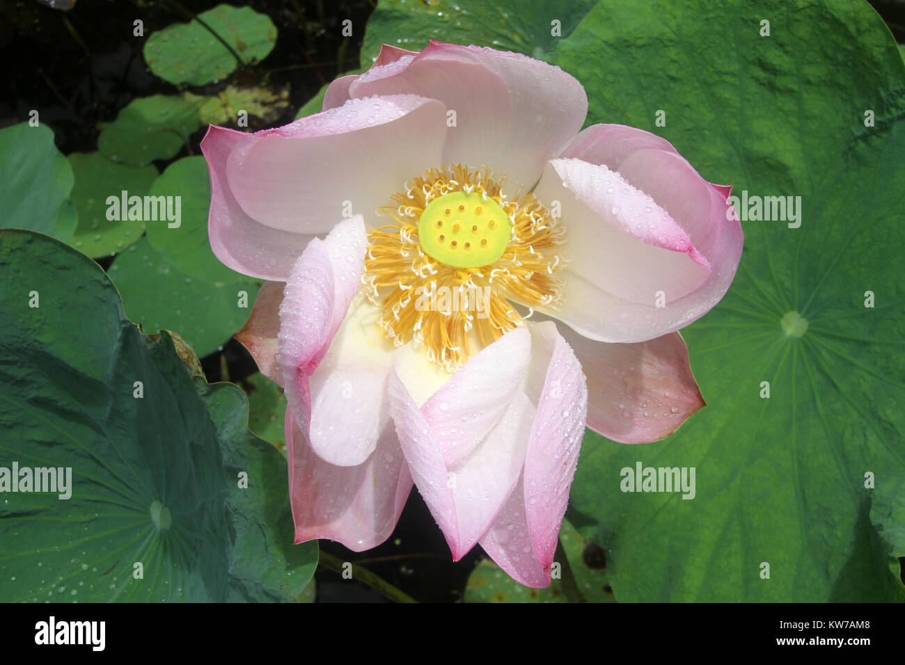 Big Pink Lotus y hojas verdes en el agua Foto de stock