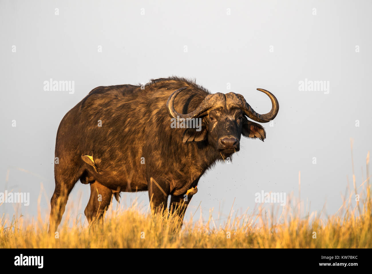 Cape buffalo (Syncerus caffer), río Chobe, Botswana, junio de 2017 Foto de stock
