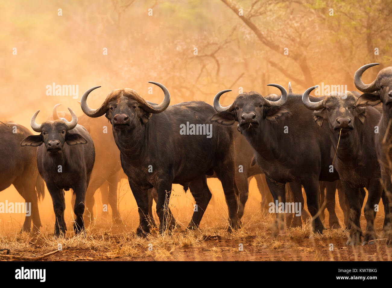 Cape buffalo (Syncerus caffer), Zimanga Game Reserve, Sudáfrica, septiembre de 2017 Foto de stock