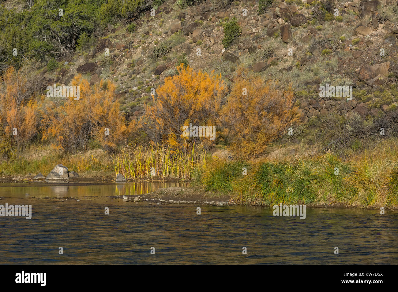 Tamarisk tamarix salt cedar tamarix fotografías e imágenes de alta