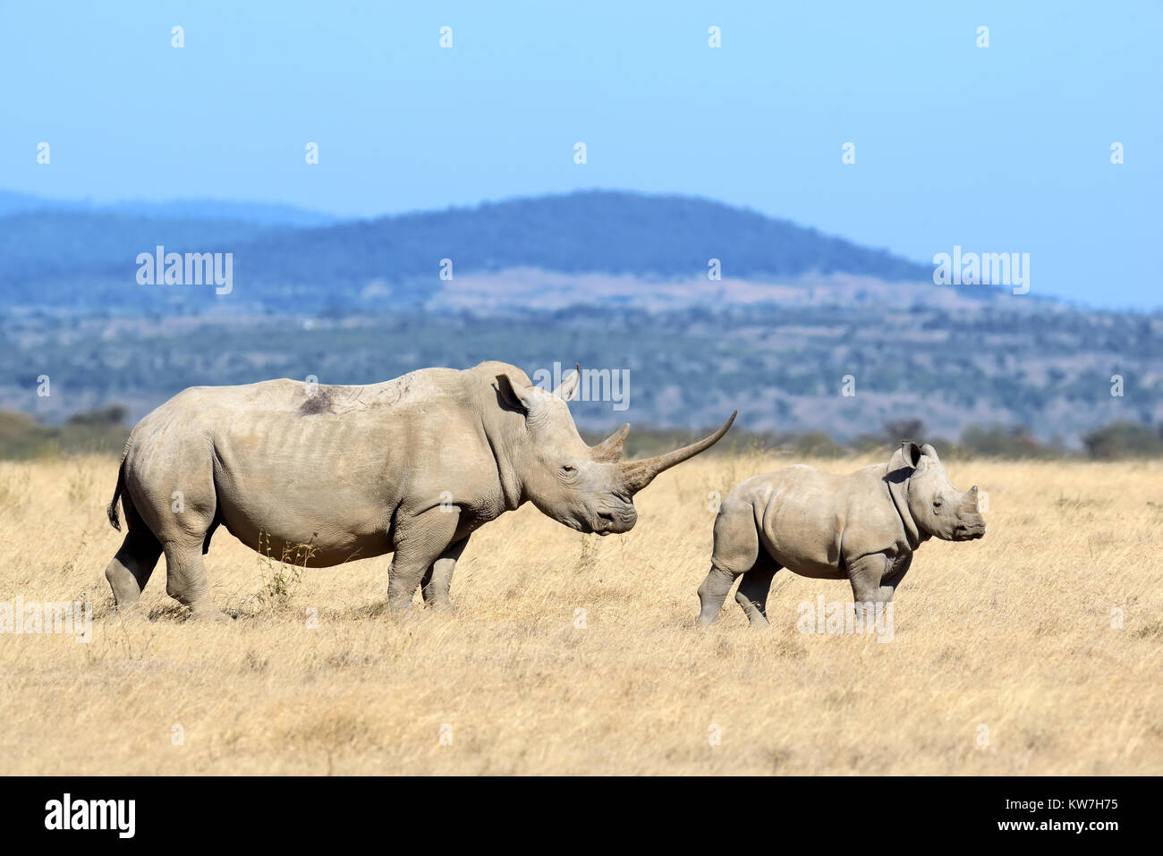 El rinoceronte blanco africano, parque nacional de Kenya Foto de stock