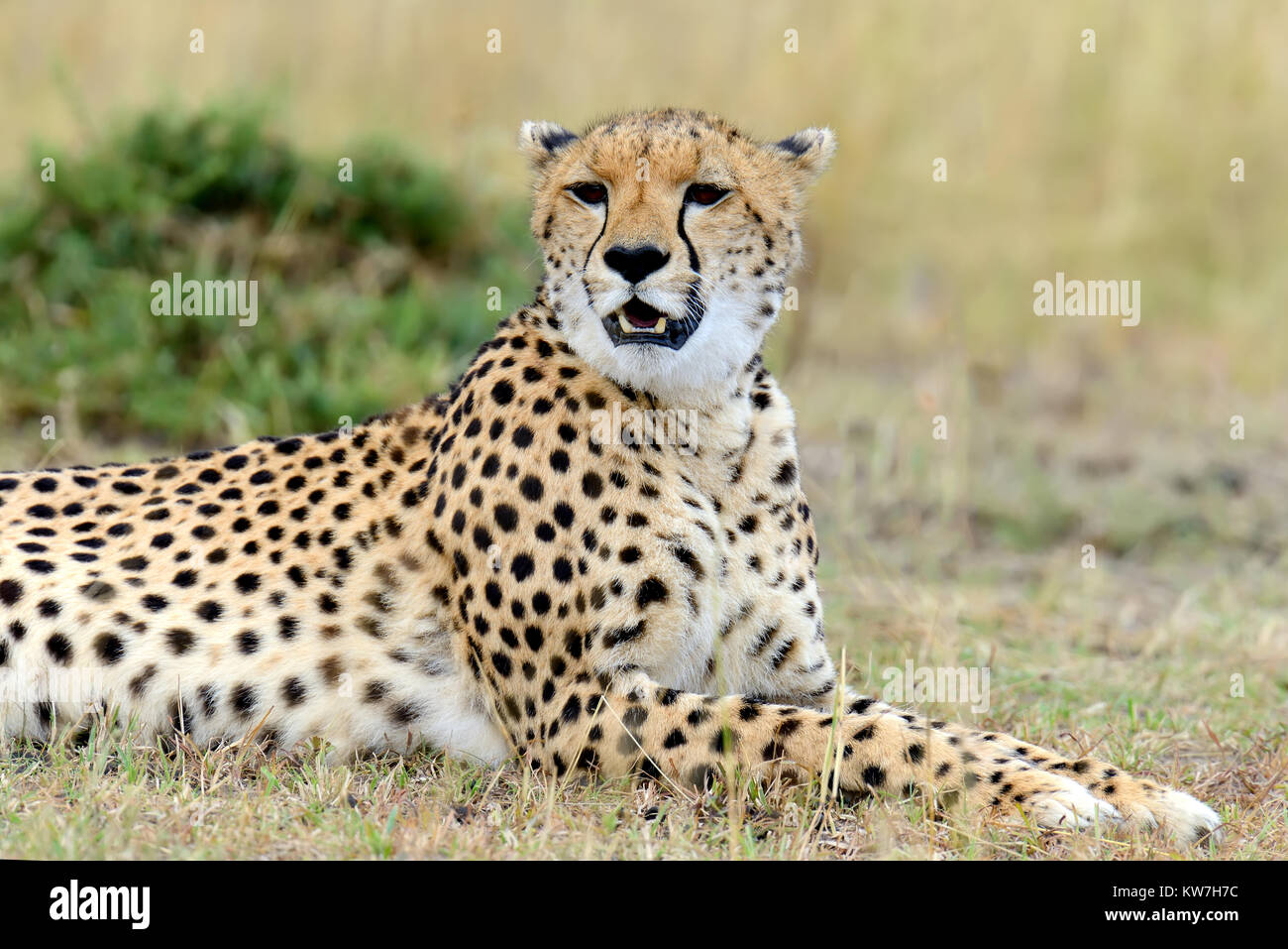 Guepardos salvajes africanos, hermosos animales mamíferos. África, Kenia Foto de stock